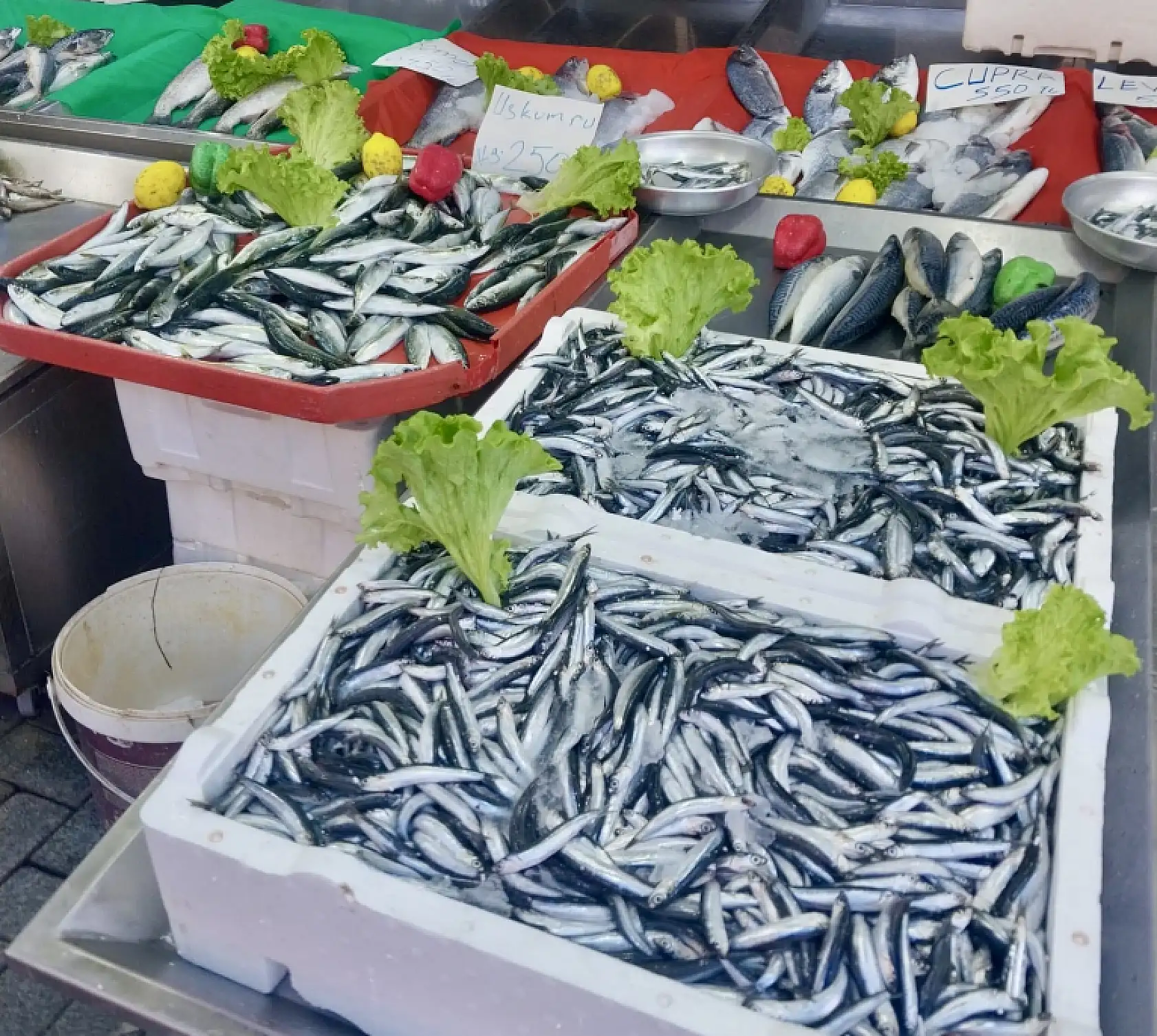 Hamsiye mezgite doyacaksınız