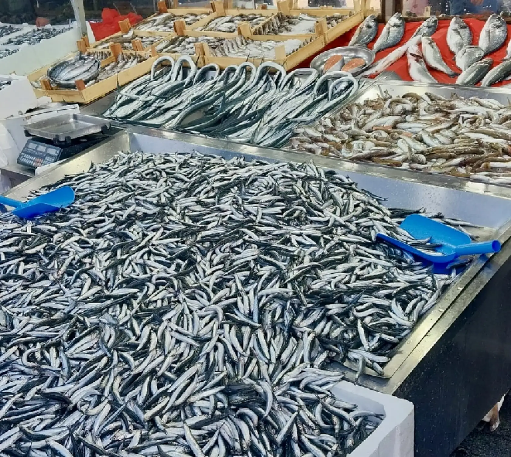 Mezgit kayığa çıkmıyor