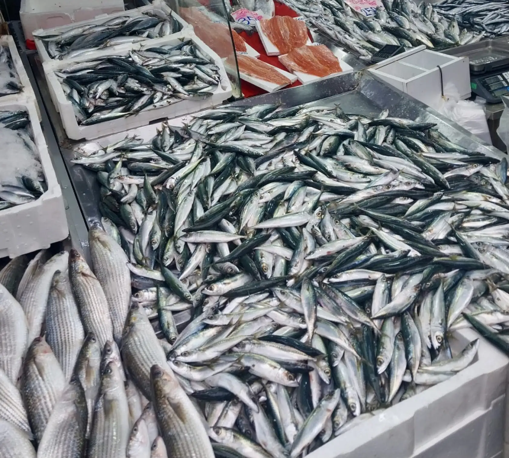 Palamut bir göründü pir göründü