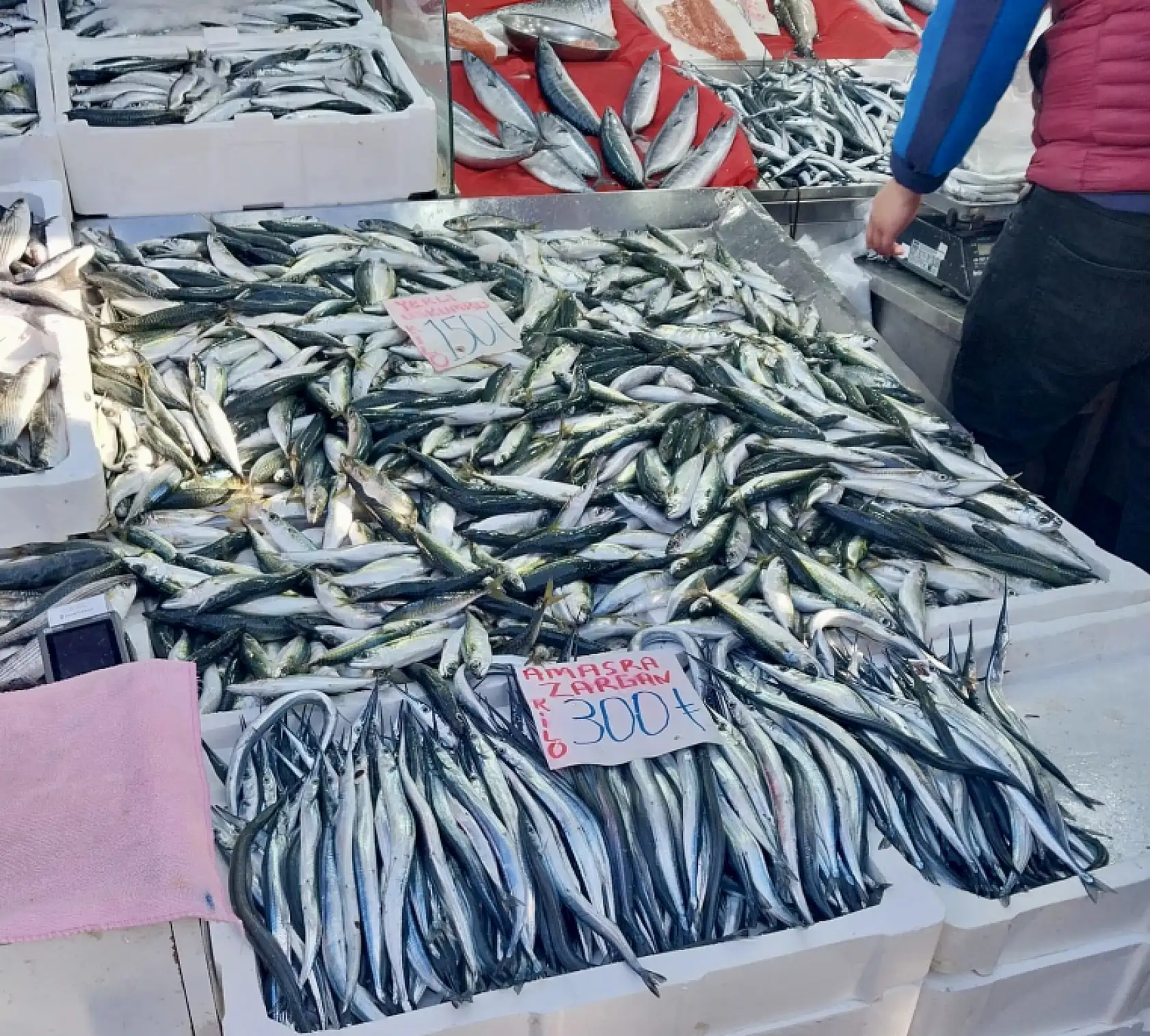 Denizden balık fışkırıyor