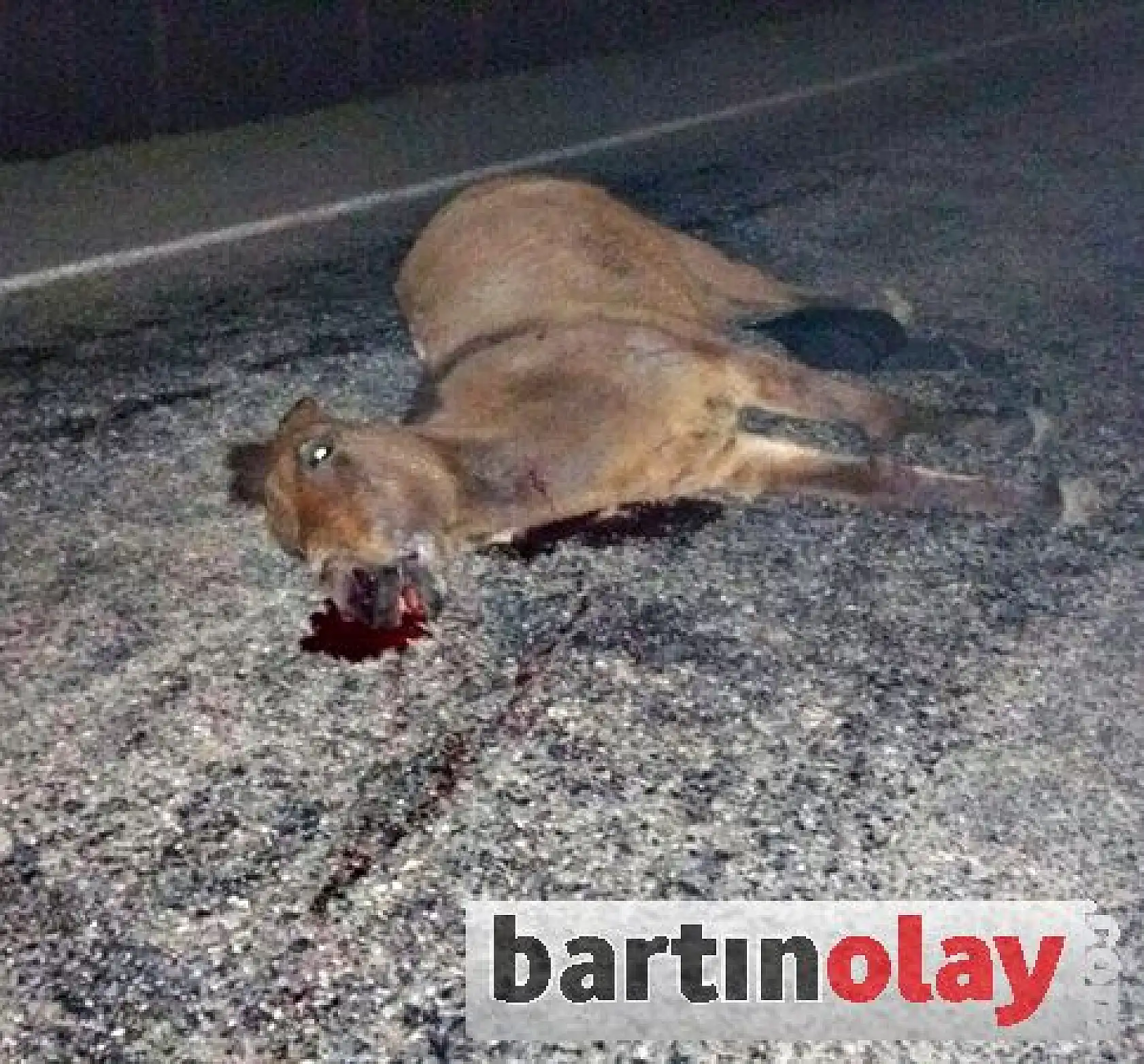 Ata çarpan otomobil şarampole yuvarlandı