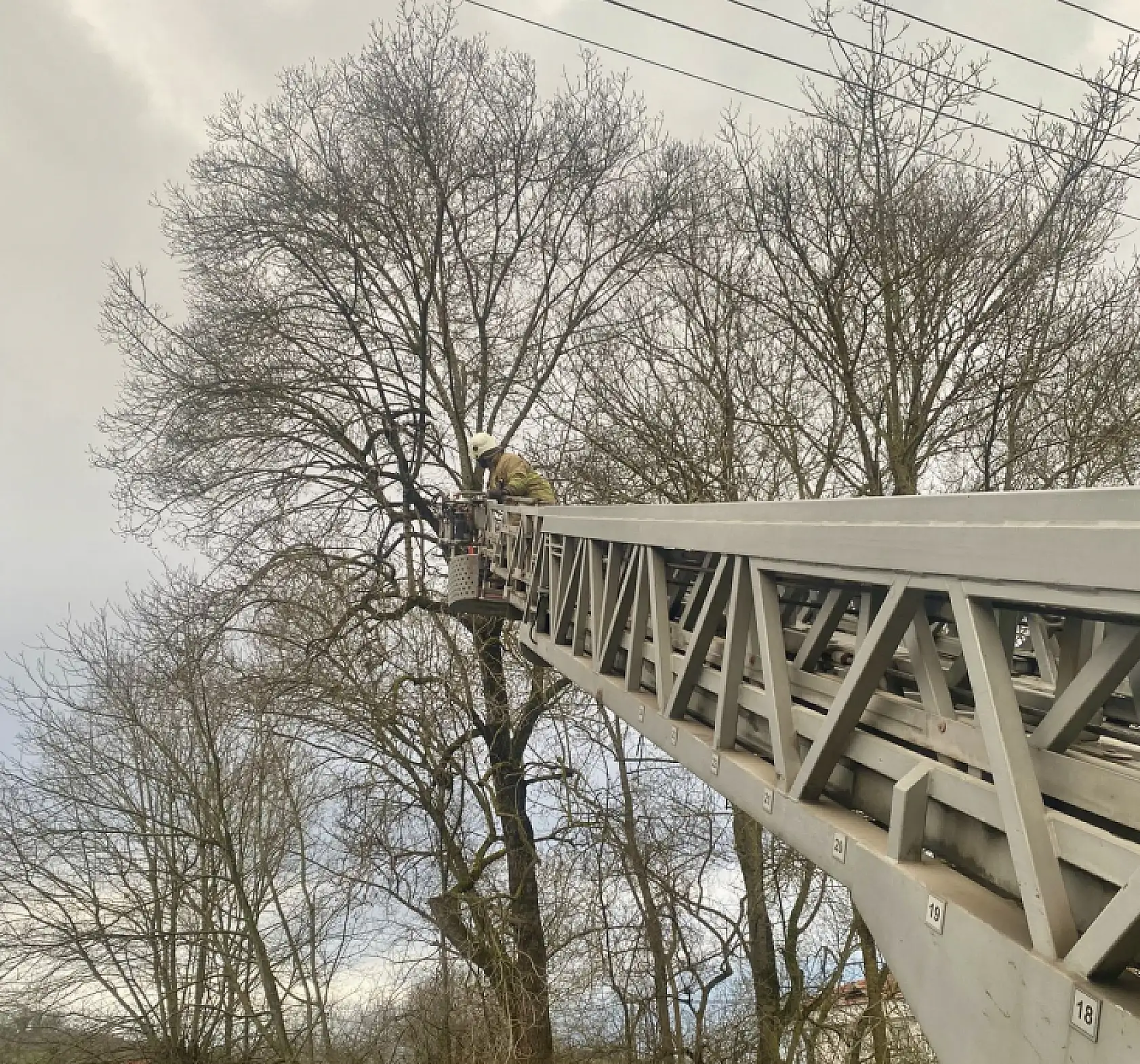 1 haftadır ağaçta mahsur