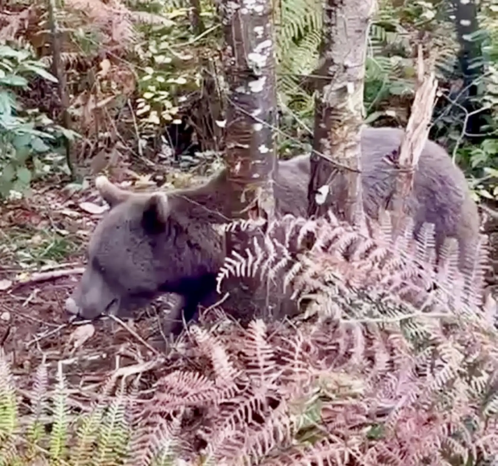 Ekipler seferber oldu