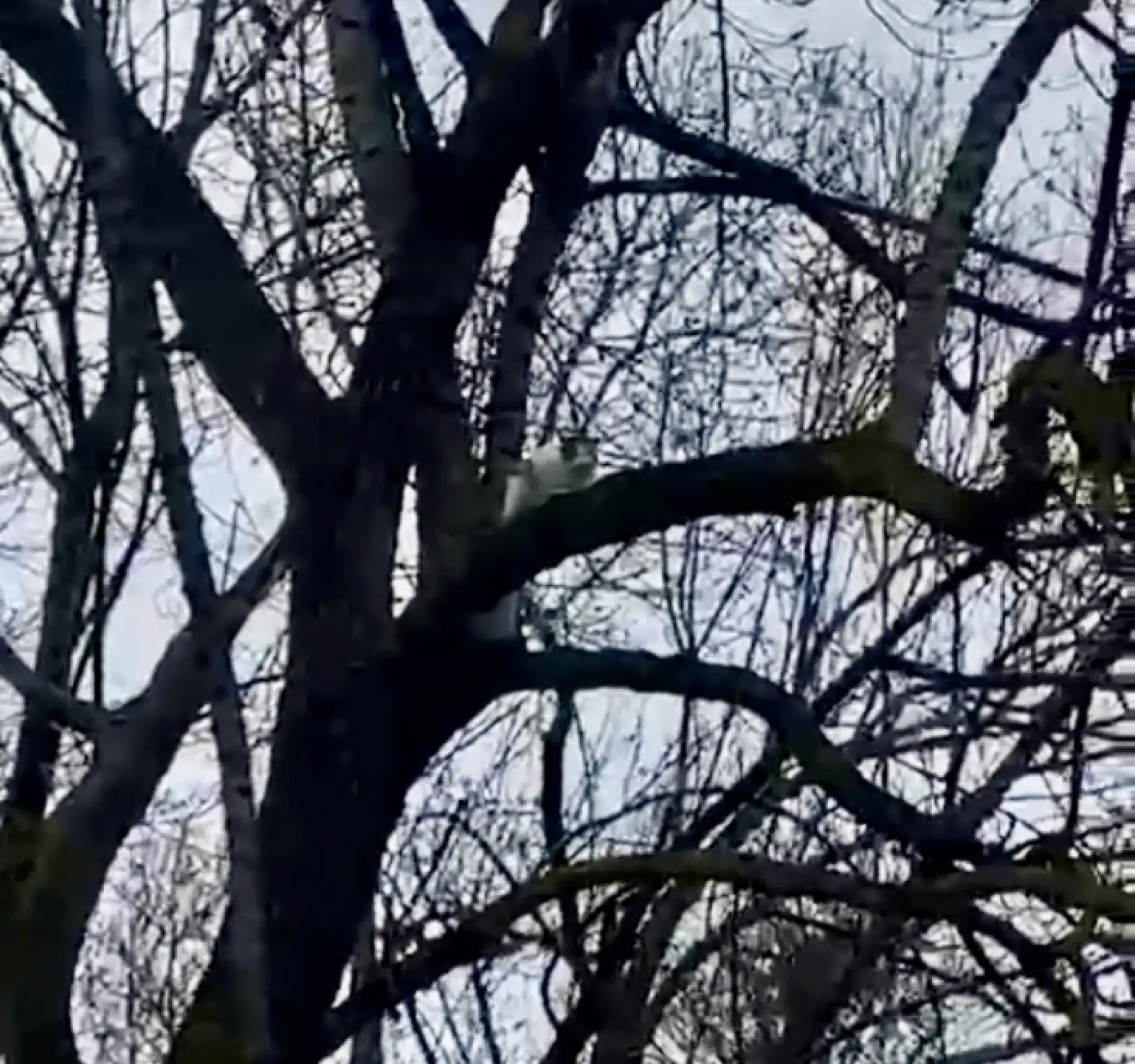 1 haftadır ağaçta mahsur