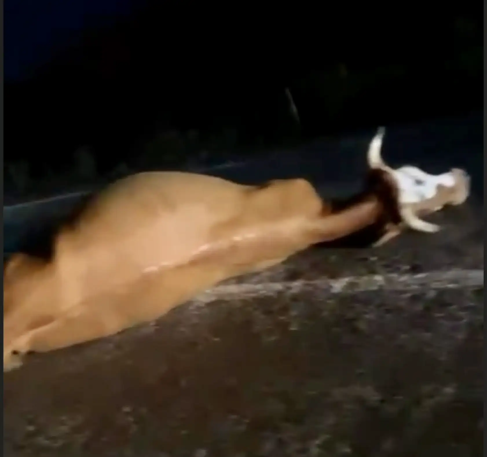 Üç hayvana birden çarptı