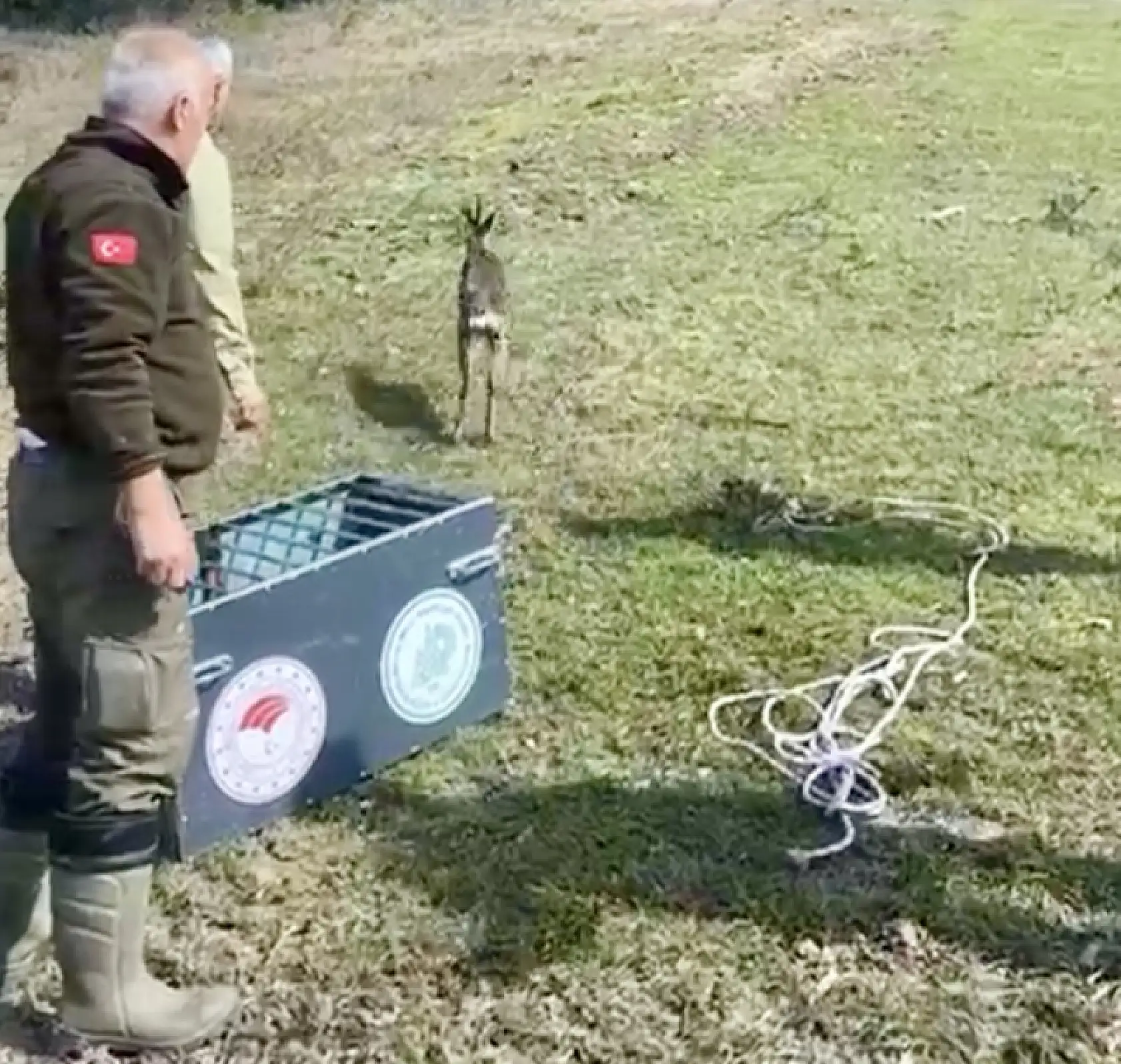 Yavru karaca su kanalına düştü