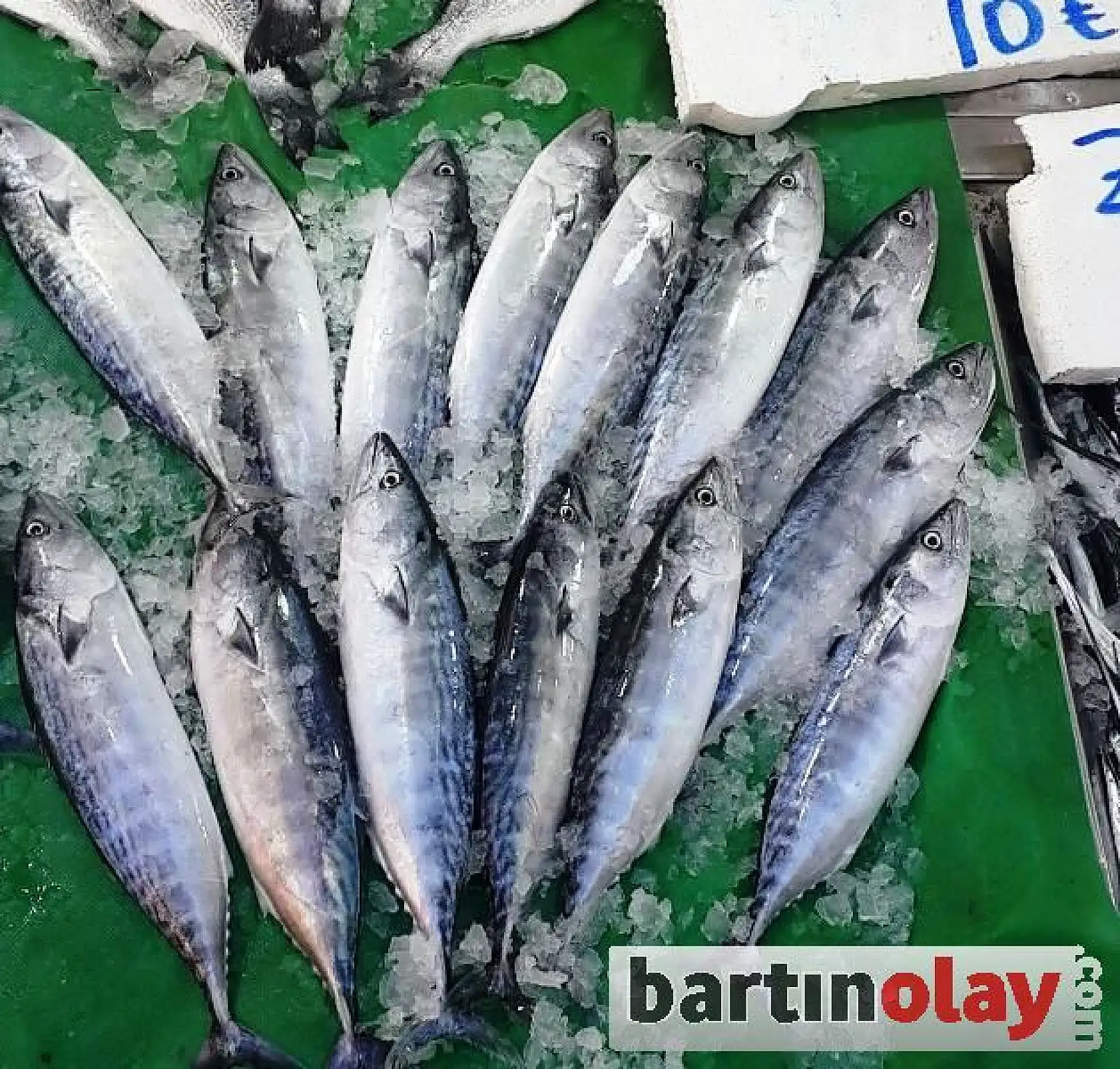 Balık Sezonu başladı, işte fiyatlar