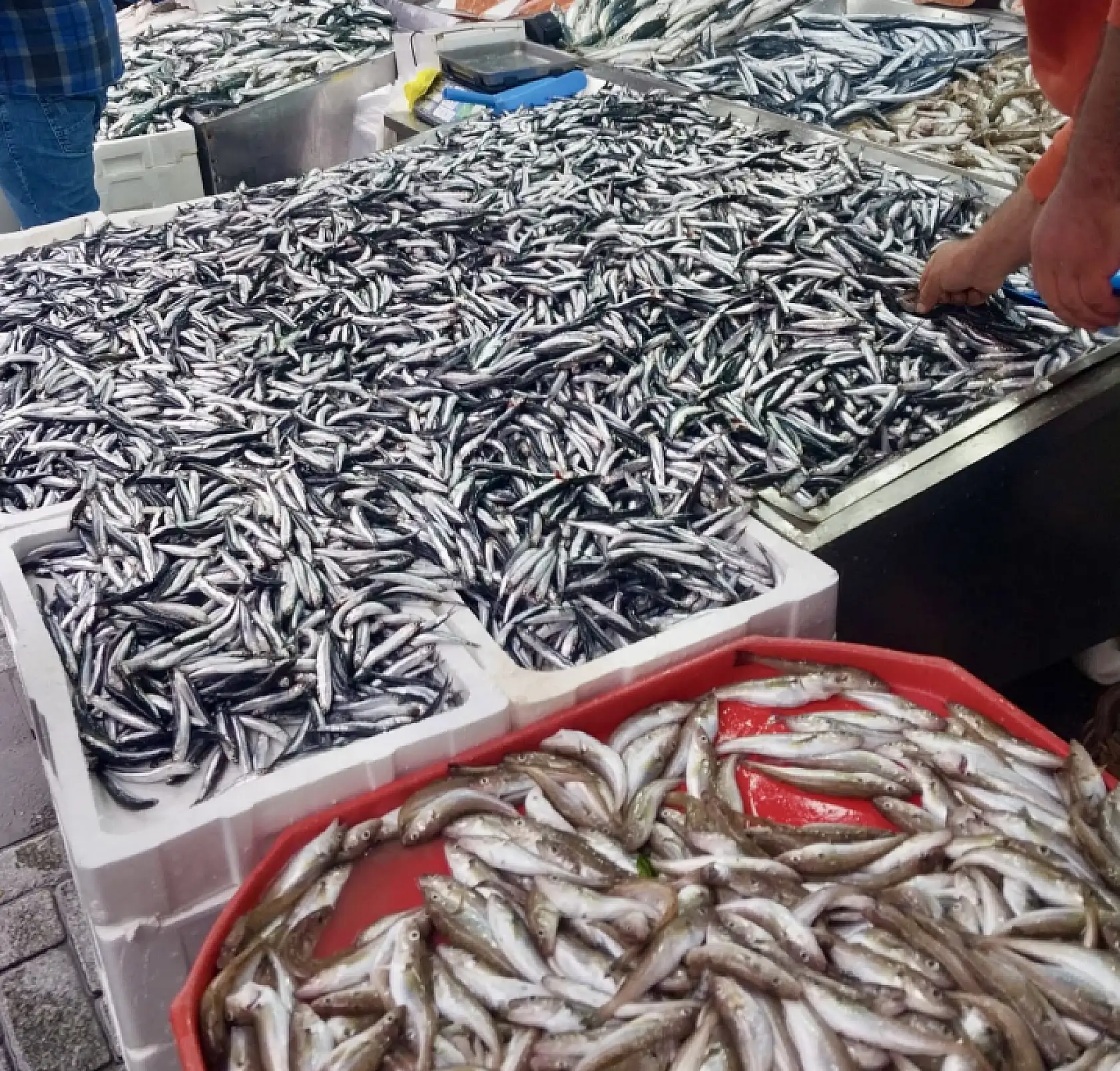 Palamut bir göründü pir göründü