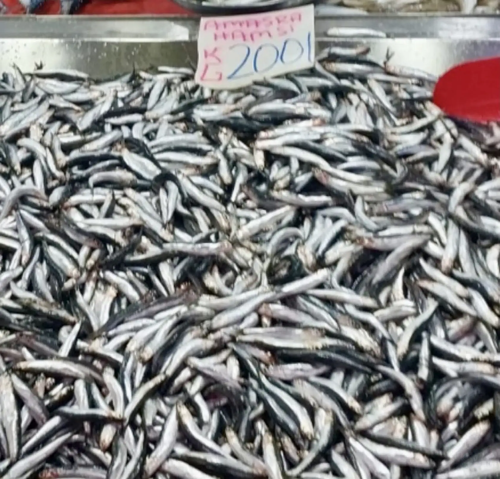 Her bütçeye uygun balık var!