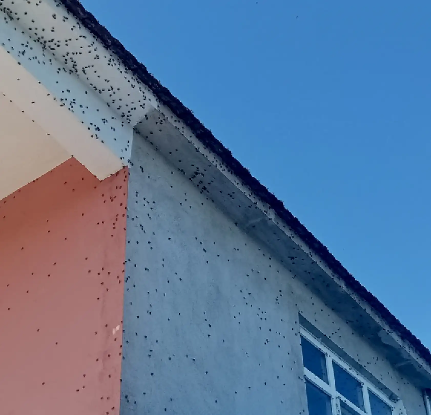 Kahverengi kokarca istilası büyüyor