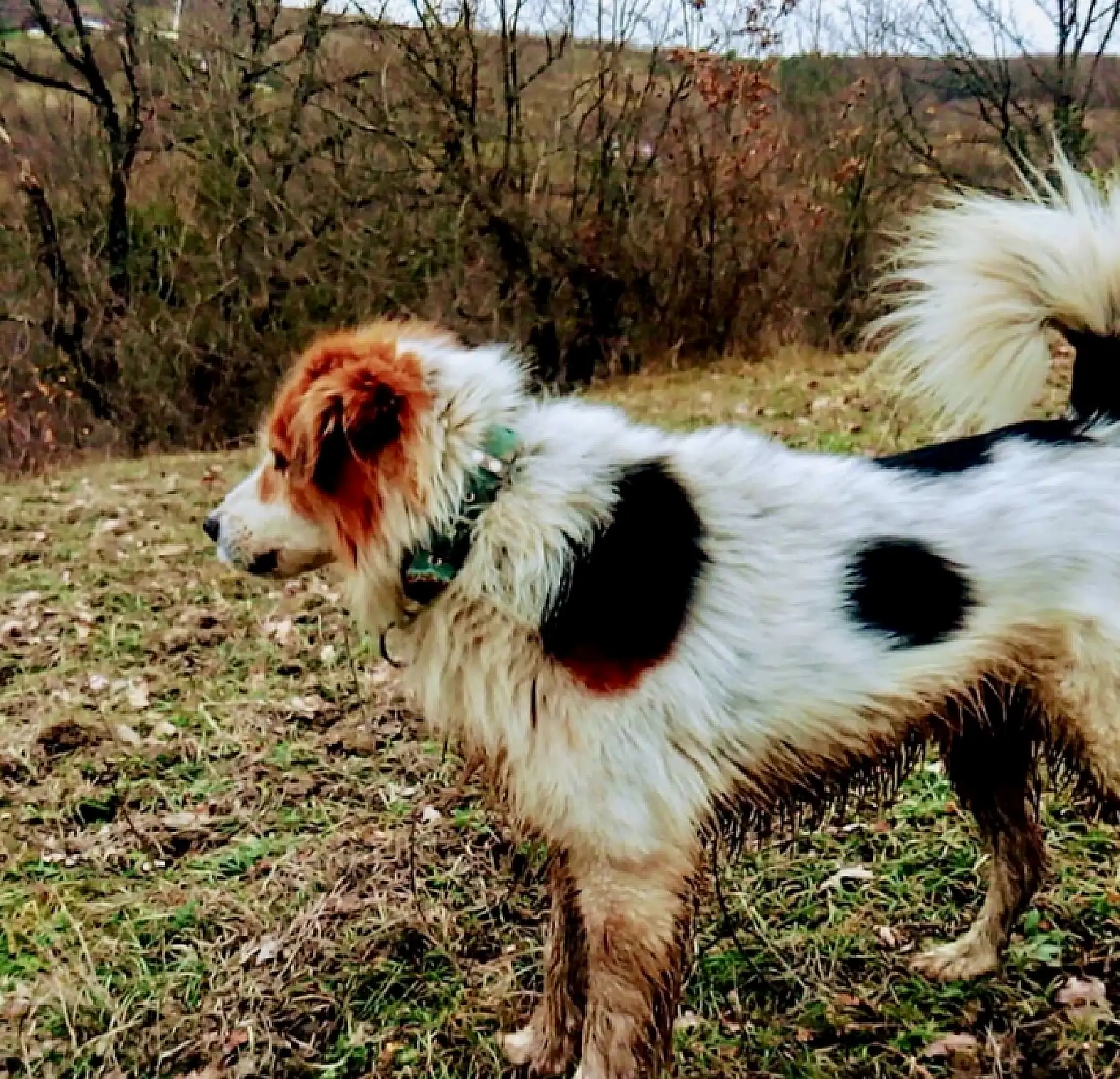 Kör ve sağır ama çok merhametli