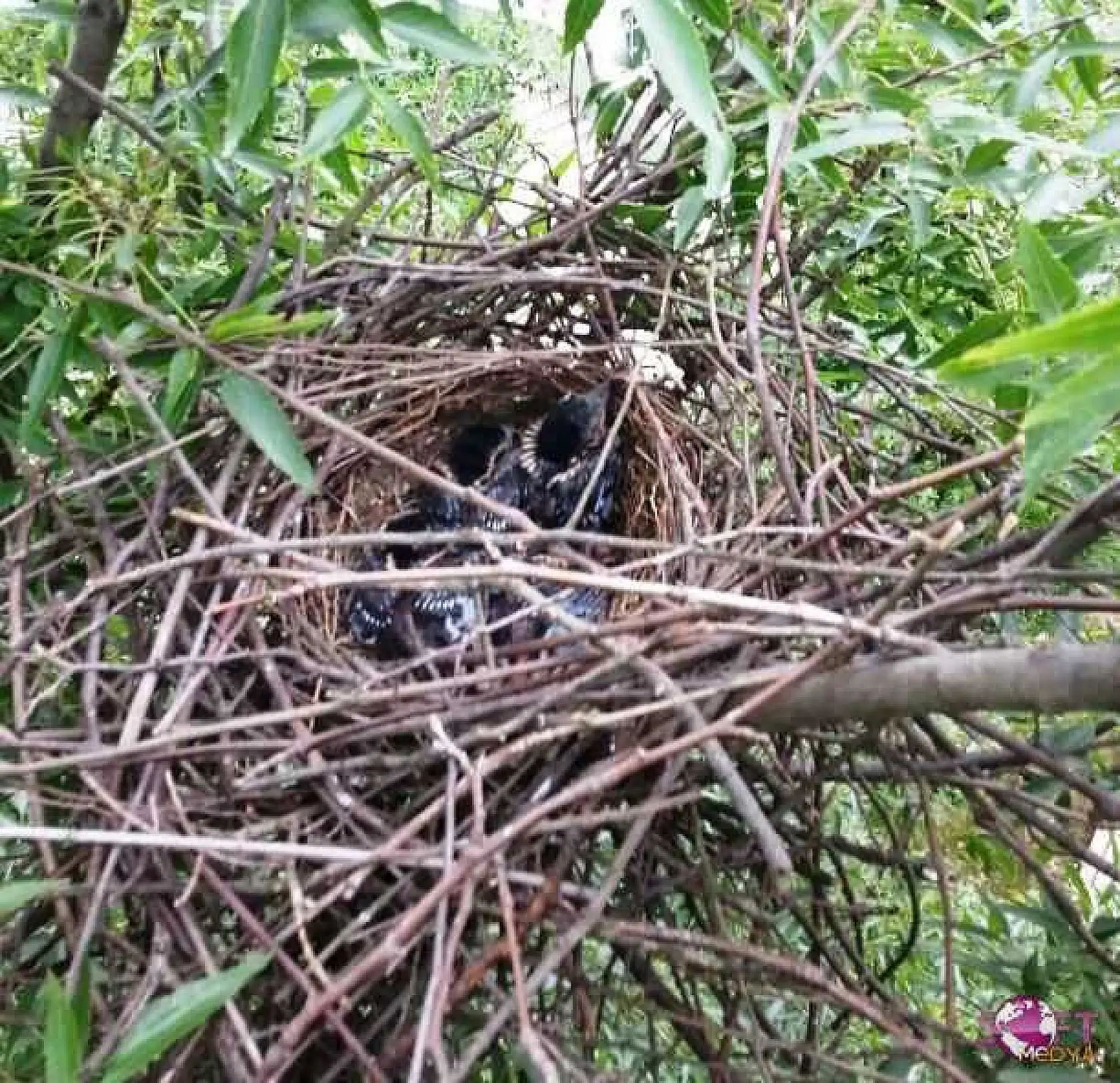 Ağaçkakan Yavruları Yuvalarından Düştü