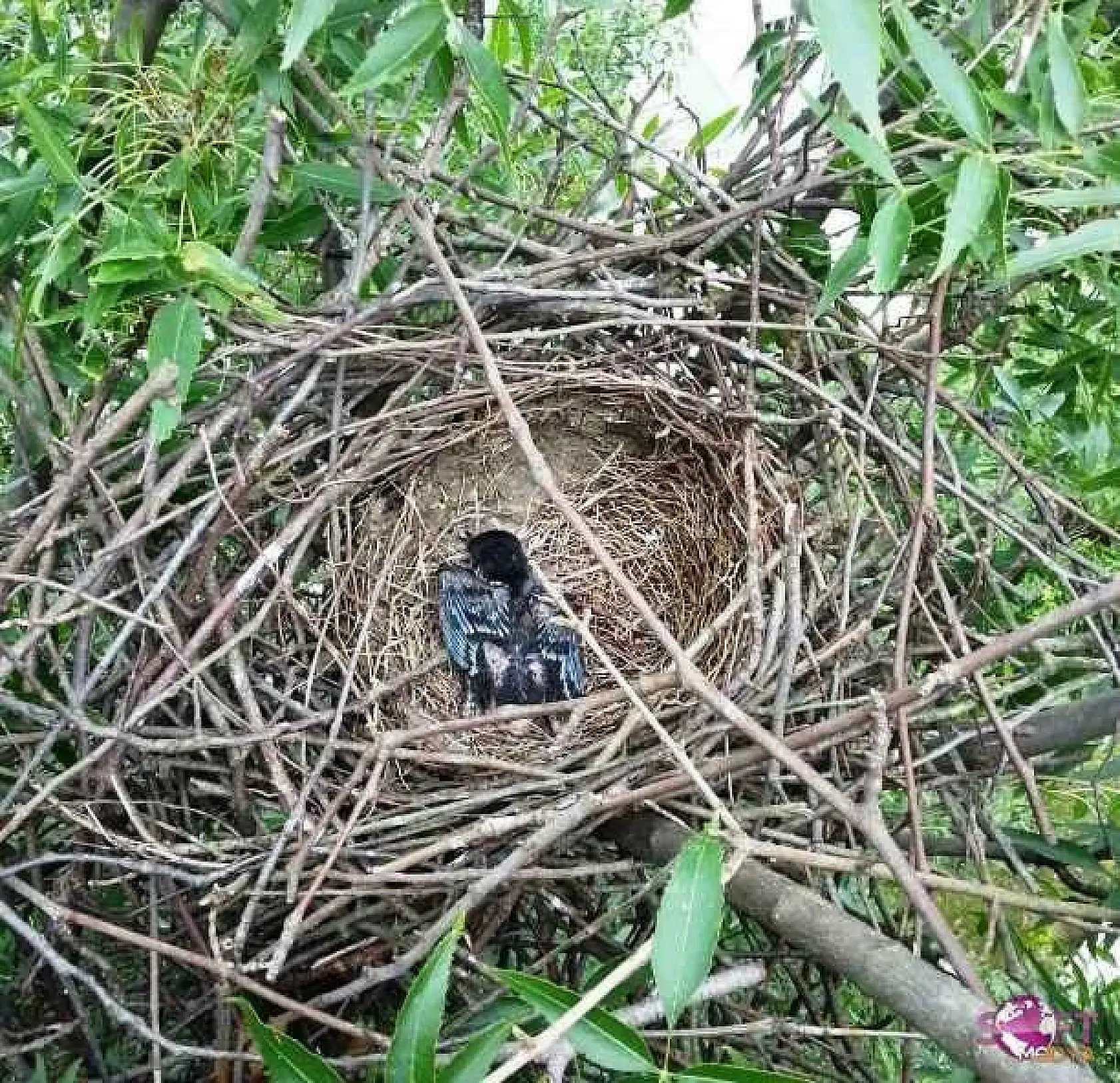 Ağaçkakan Yavruları Yuvalarından Düştü