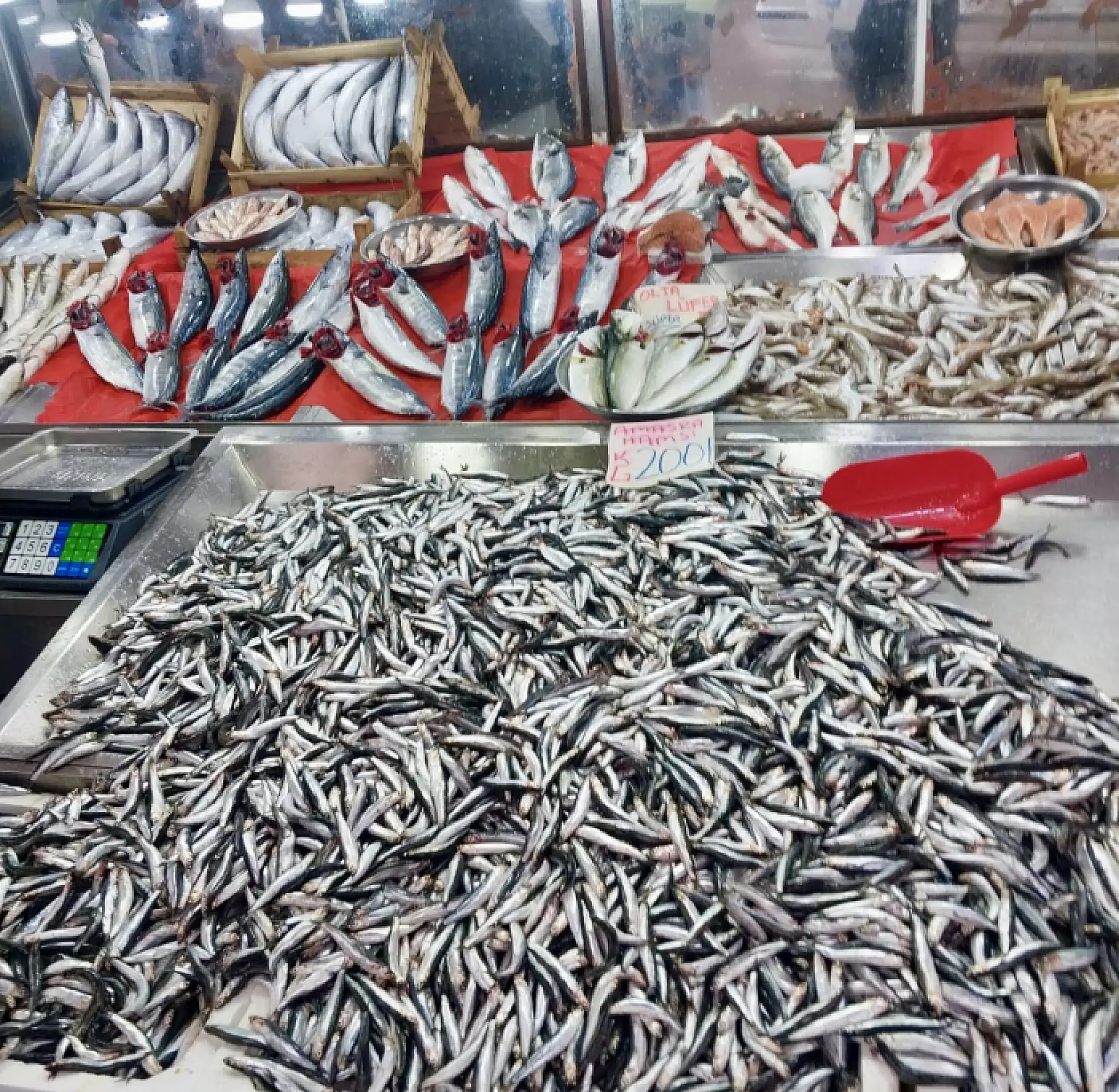 Her bütçeye uygun balık var!