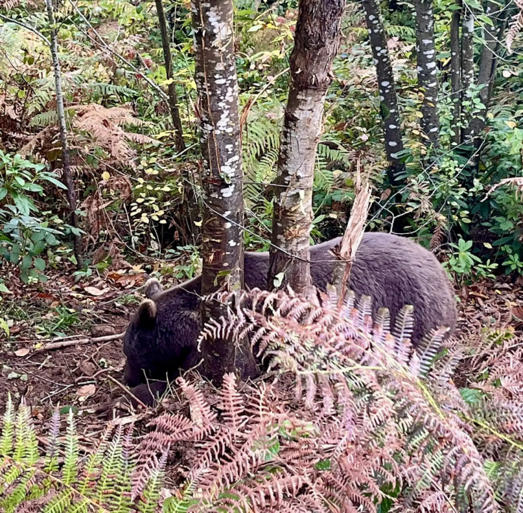 Ekipler seferber oldu