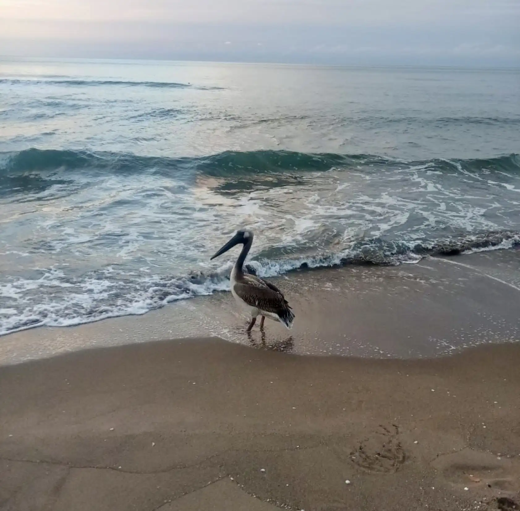 İnkumu sahilinde şaşırtan misafir
