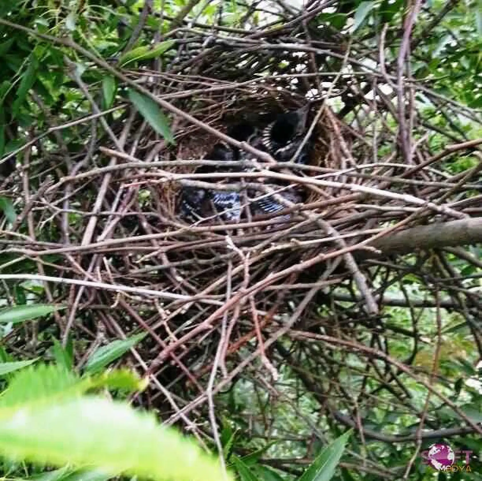 Ağaçkakan Yavruları Yuvalarından Düştü