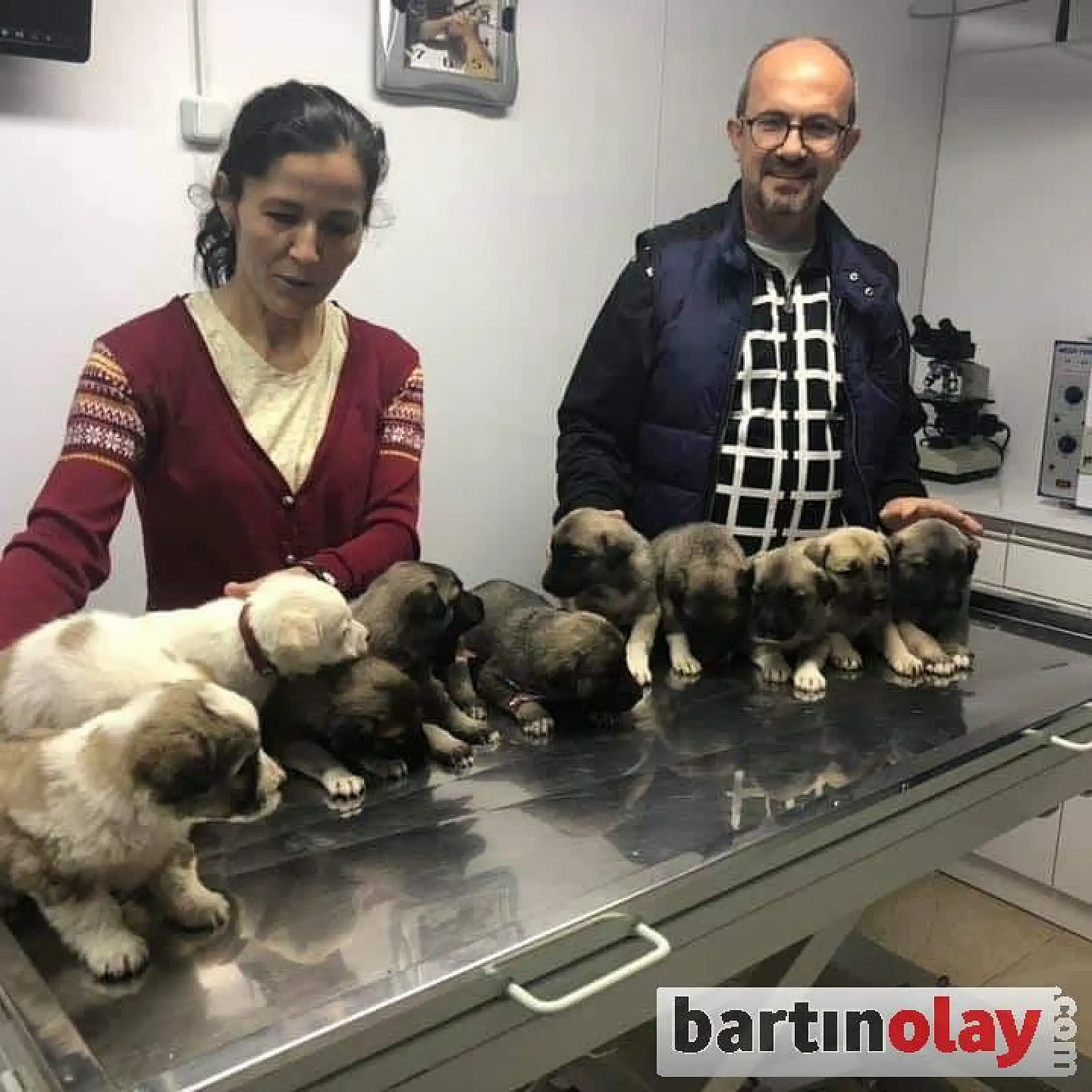 11 kangal yavrusu ilk aşılarını oldu