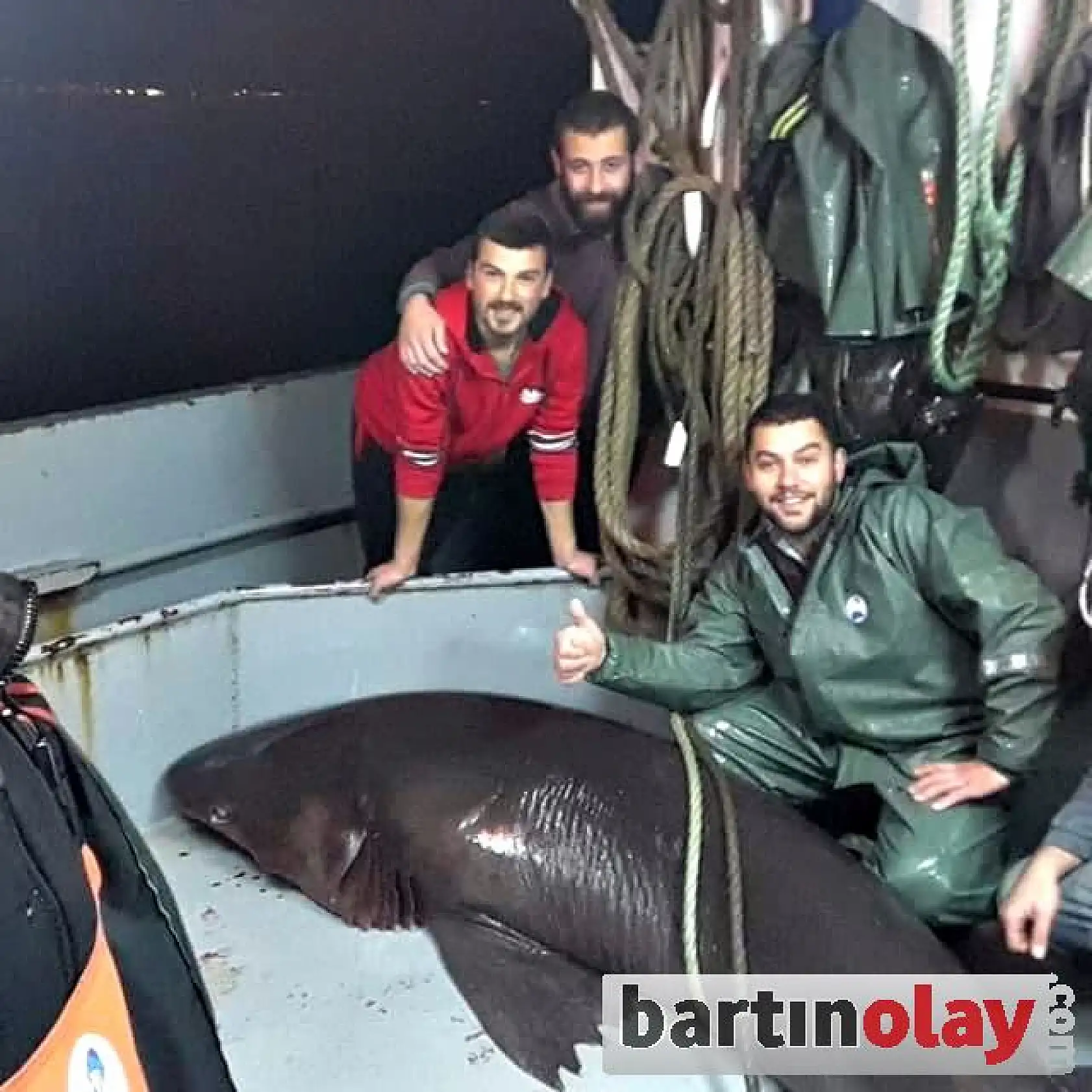 Çinekop ağına Köpekbalığı takıldı!