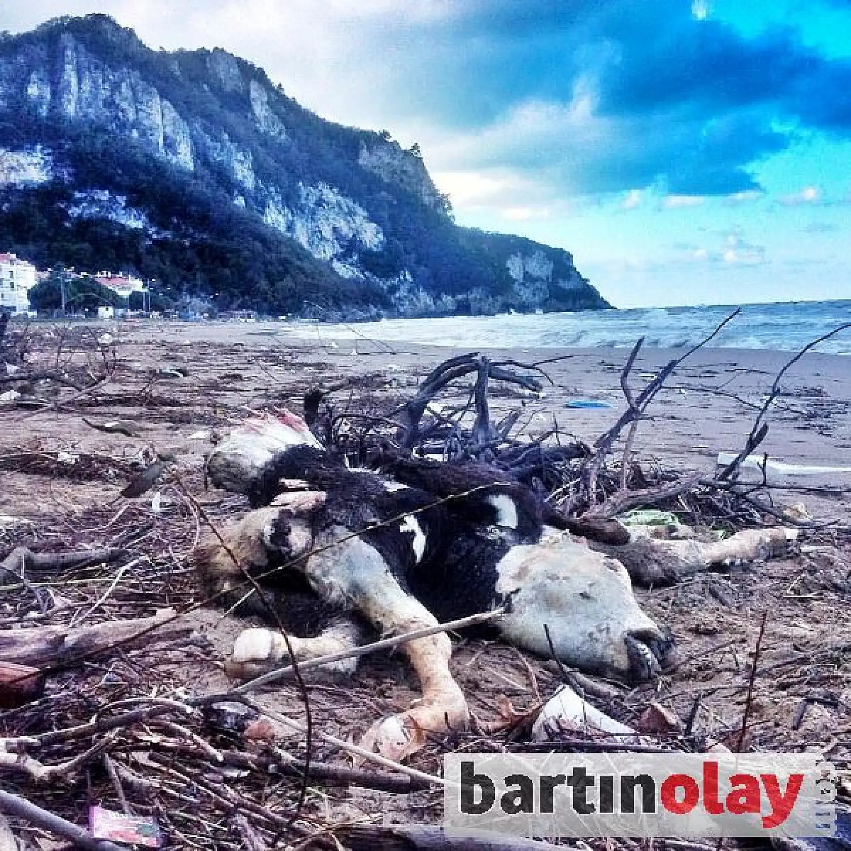 Kıyıya İnek Ölüsü Vurdu