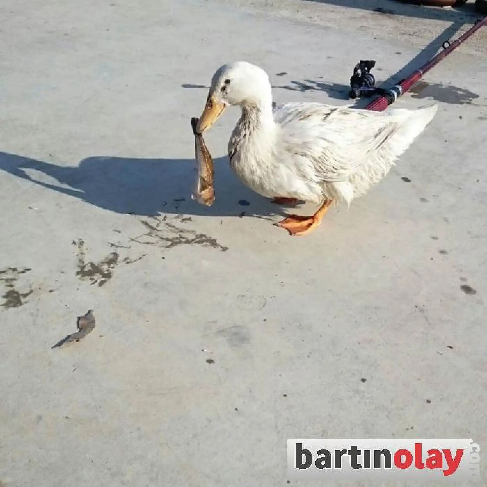 Ördek İle Dostluğu Görenleri Şaşırtıyor