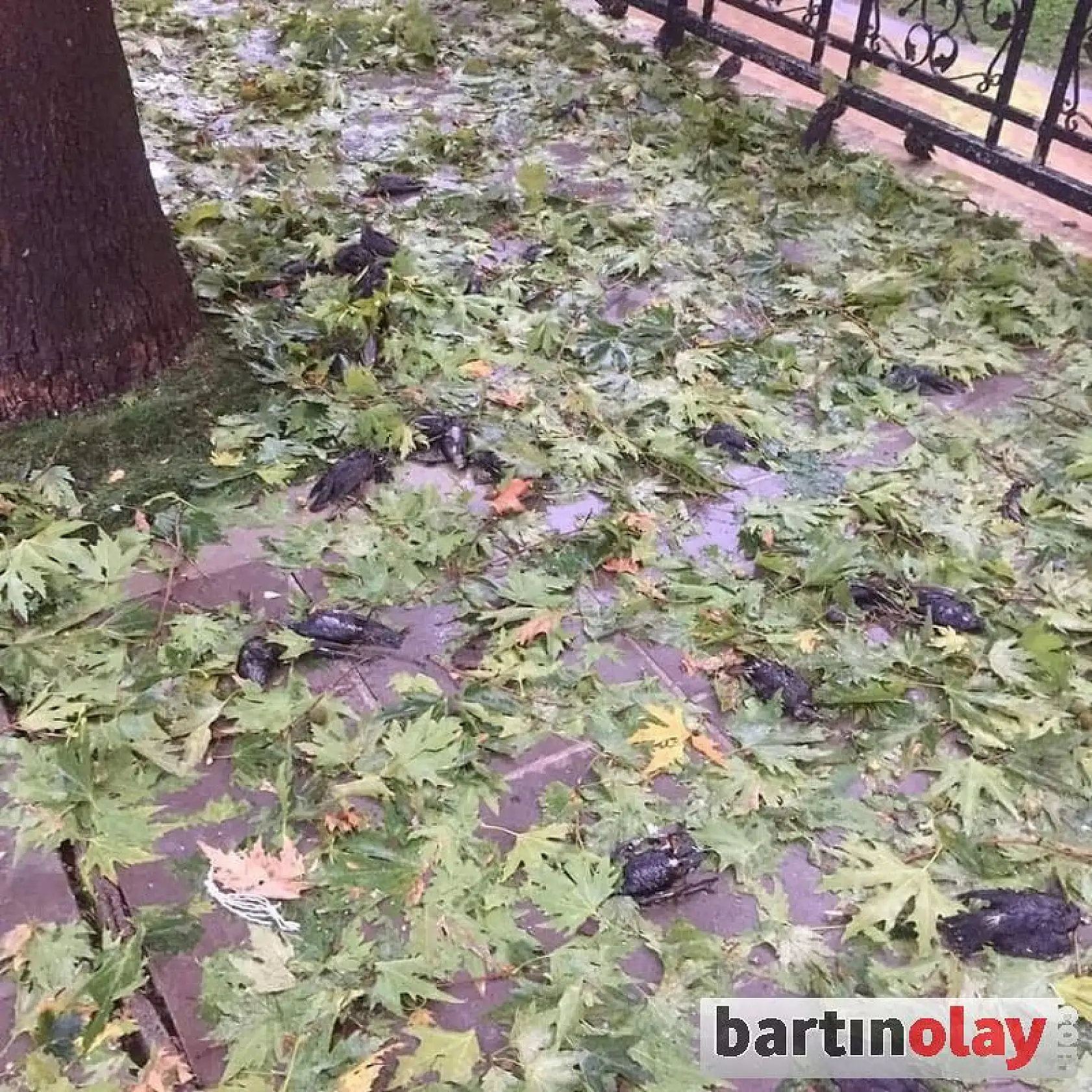 Kastamonu'da dolu felaketi yaşandı