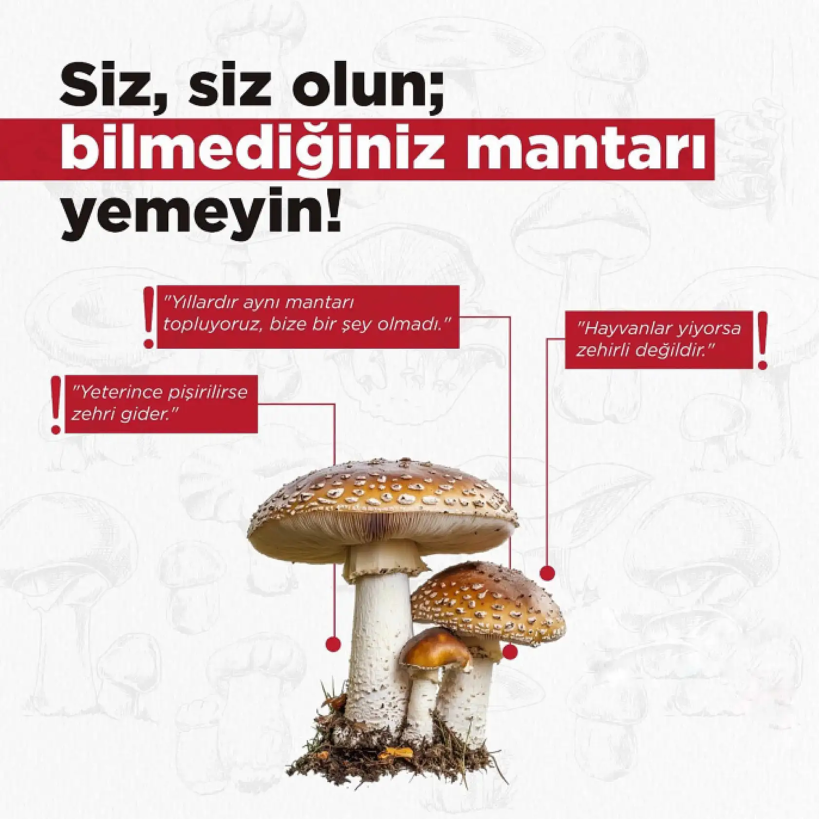 Bartın Valiliğinden Mantar Uyarısı