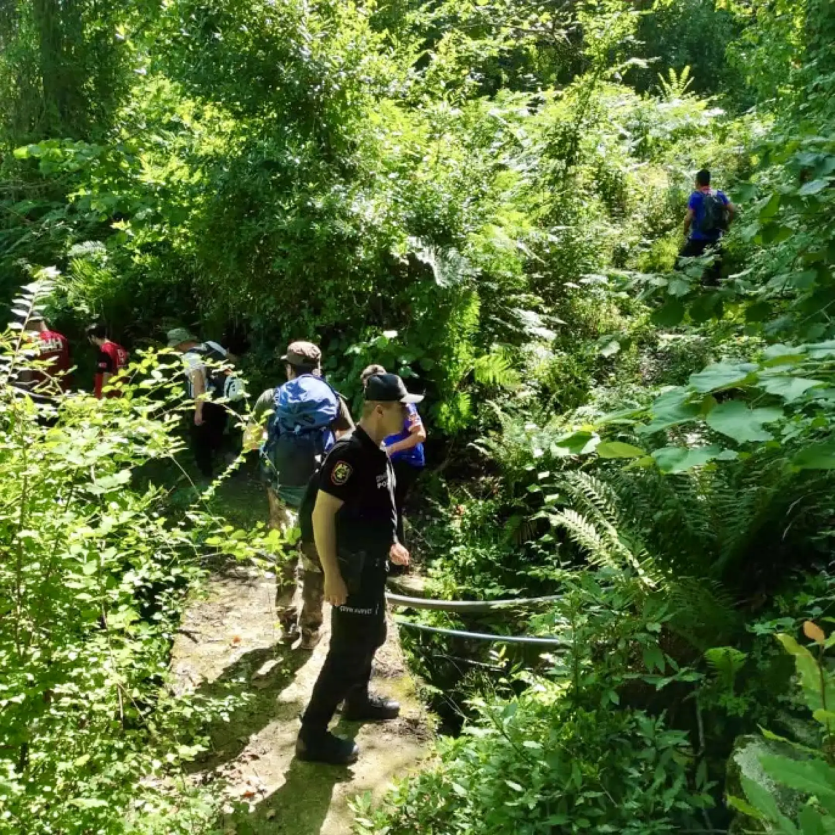Yaşlı kadın ormanda aranıyor