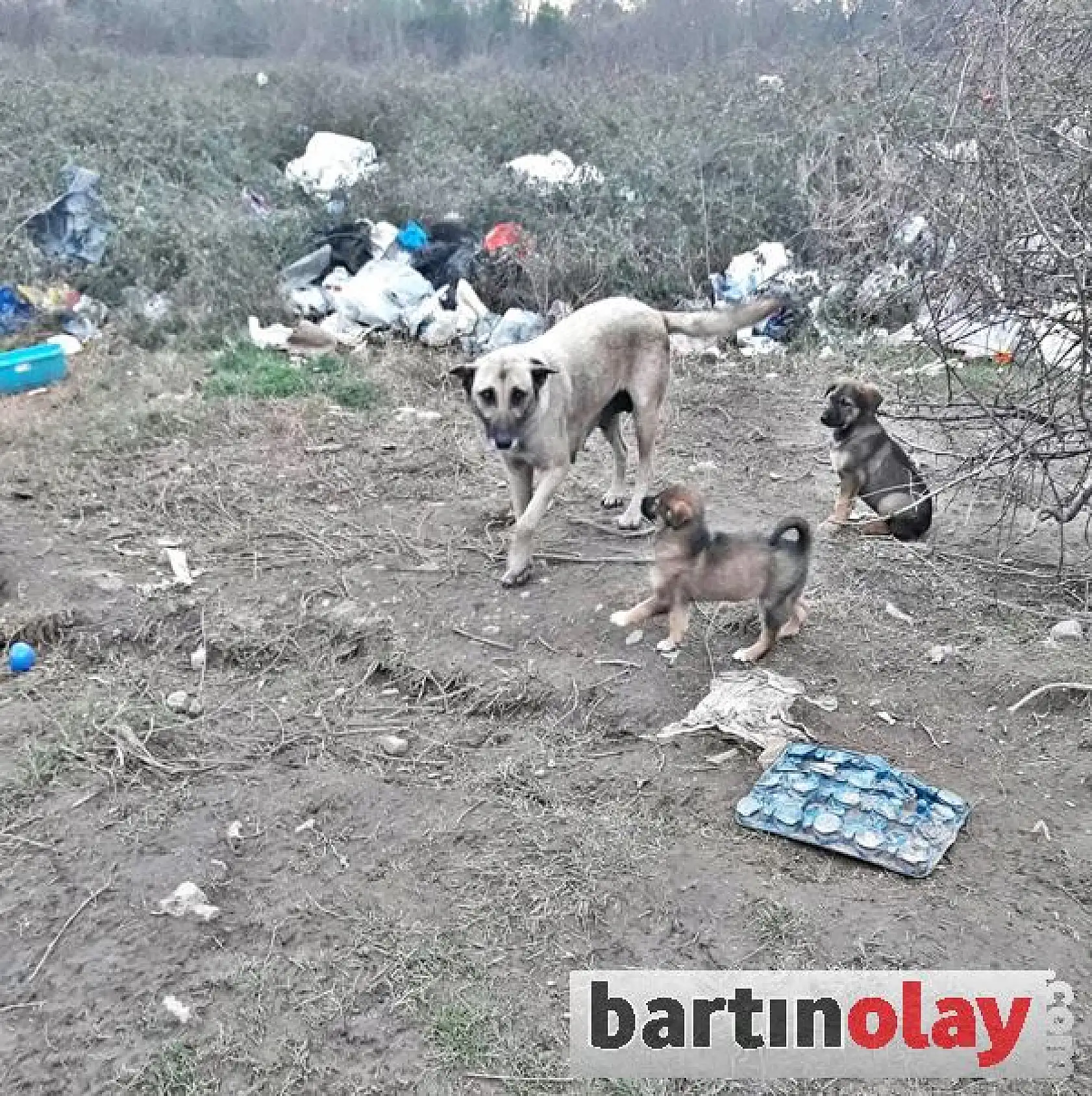 Kendi mezarlarını kazdılar