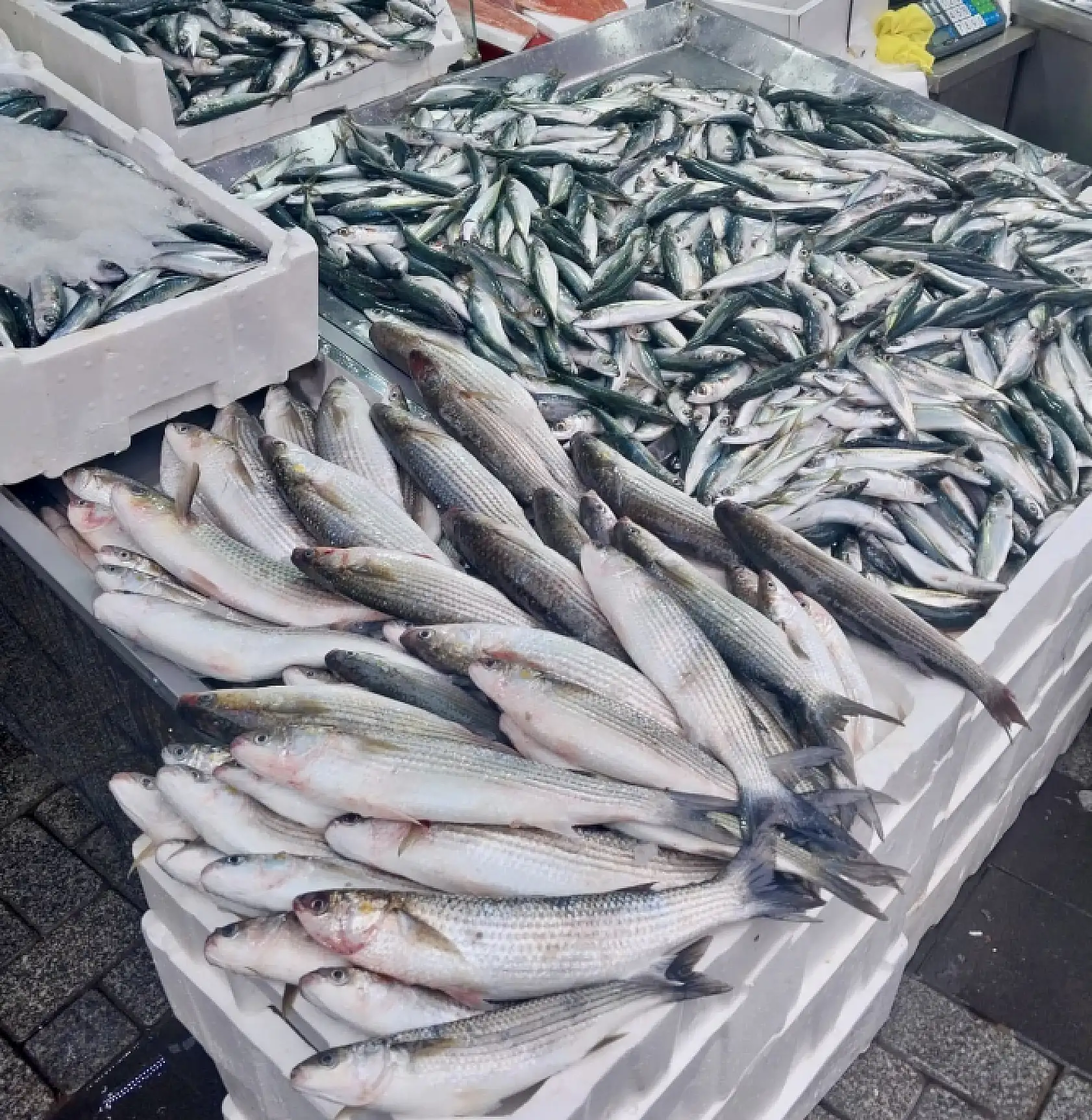 Palamut bir göründü pir göründü