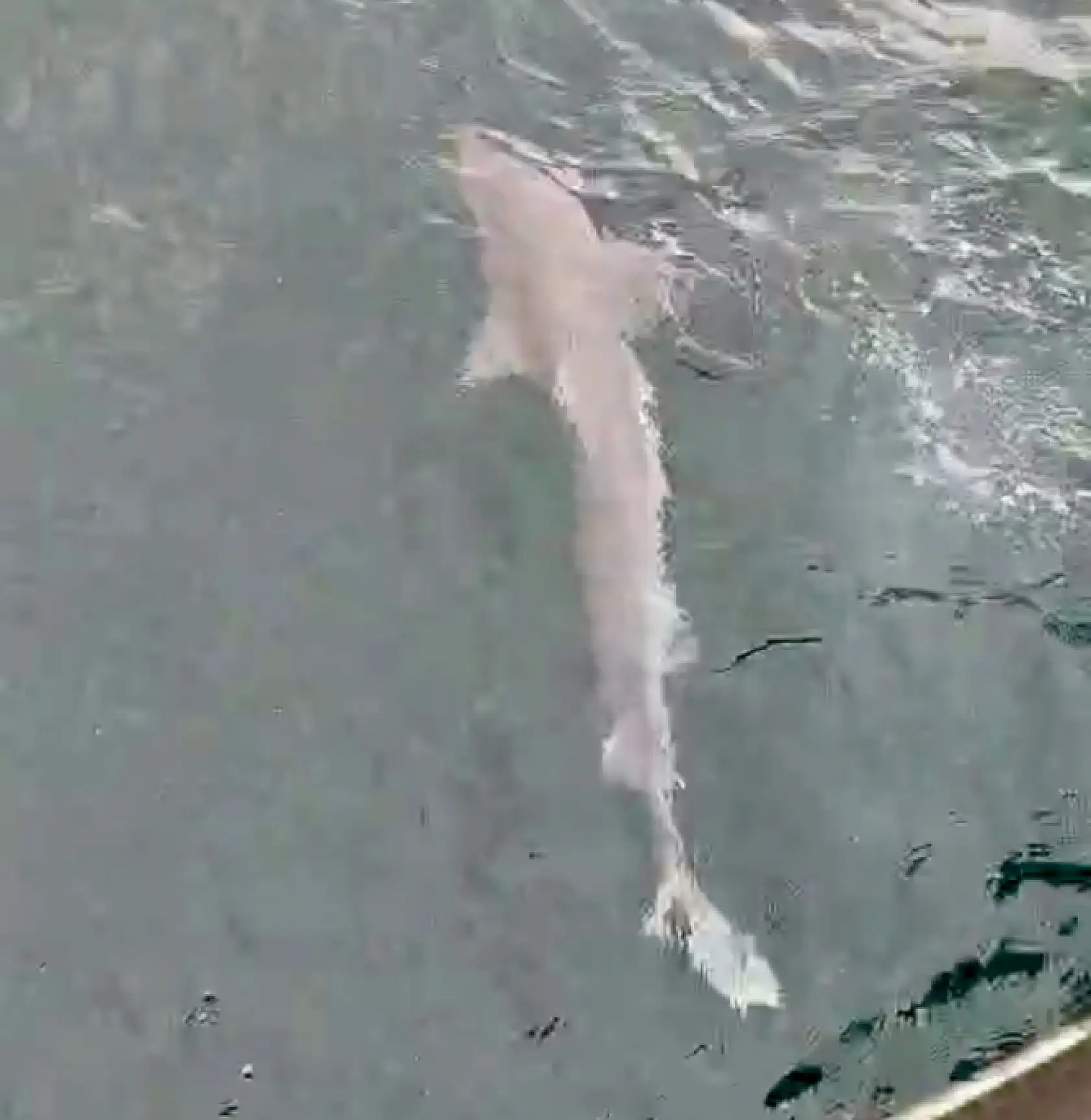 Bartın'da yine köpek balığı