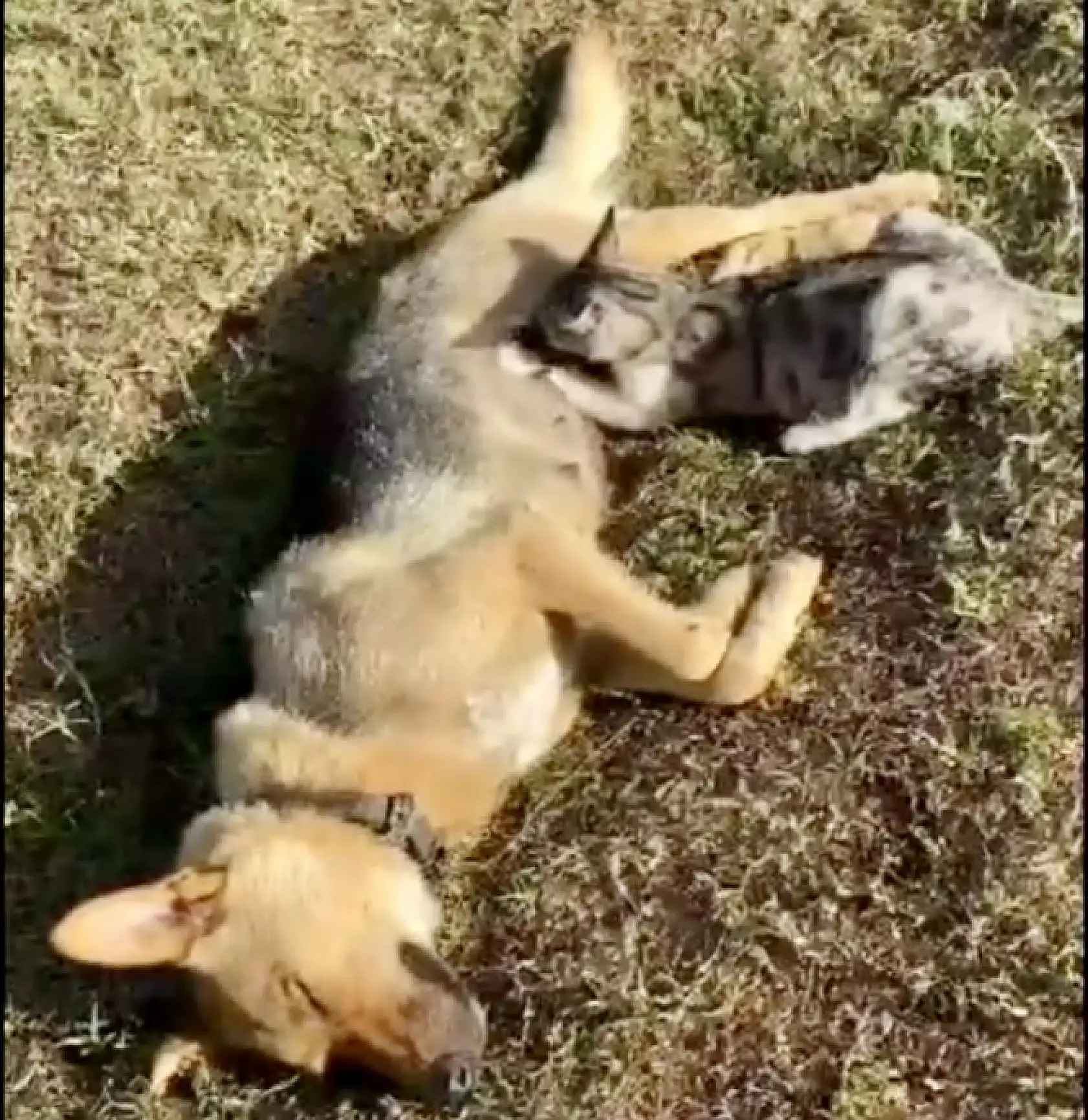 Köpeği hayata döndürmeye çalıştı