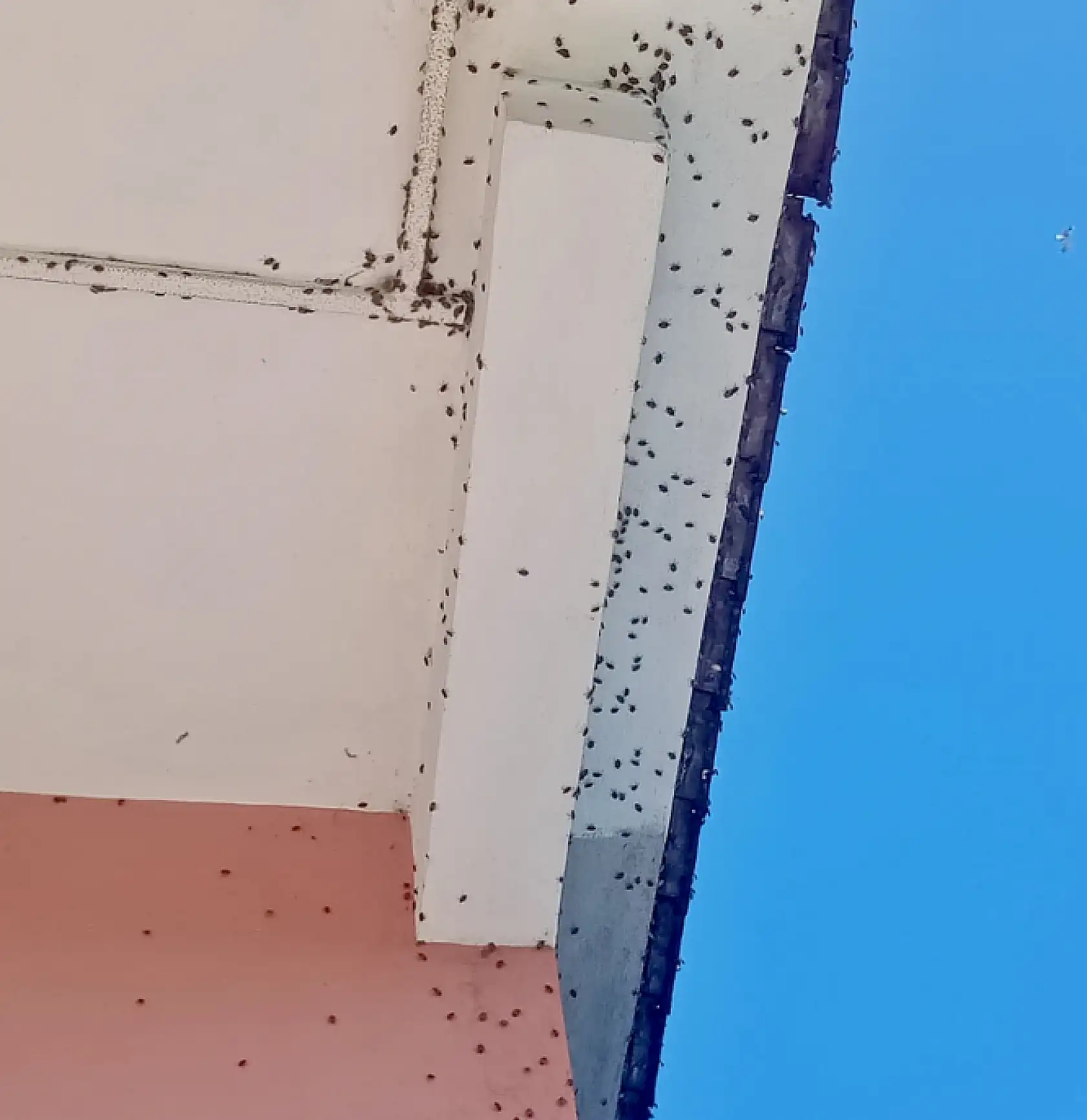 Kokarca neden coştu