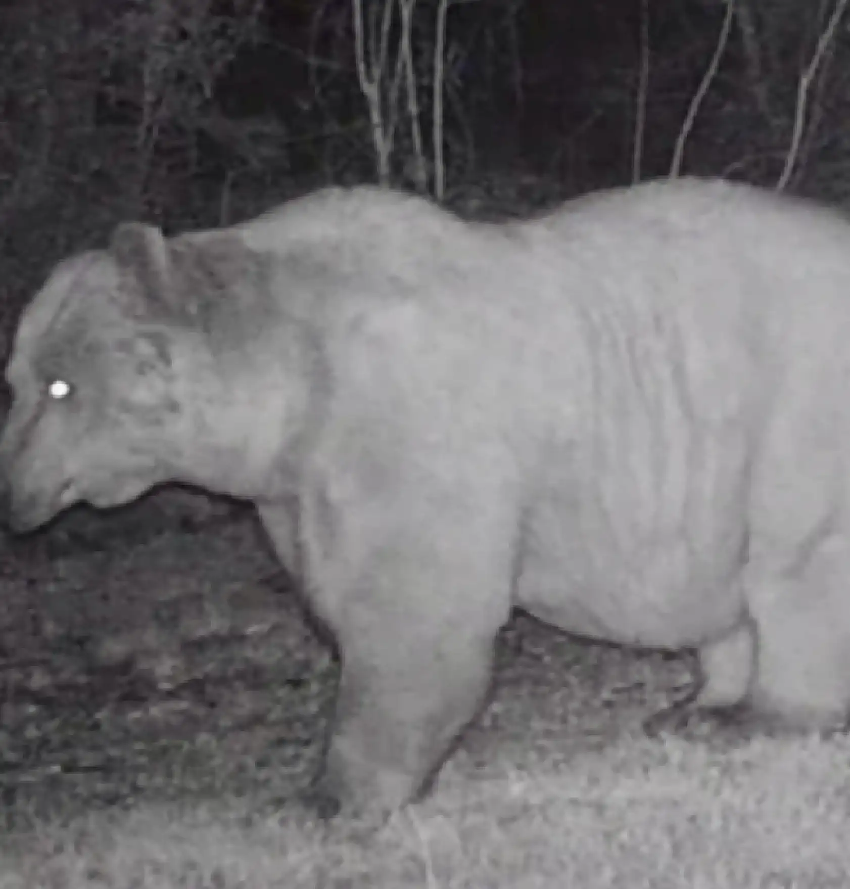 Fotokapanda ilginç görüntü