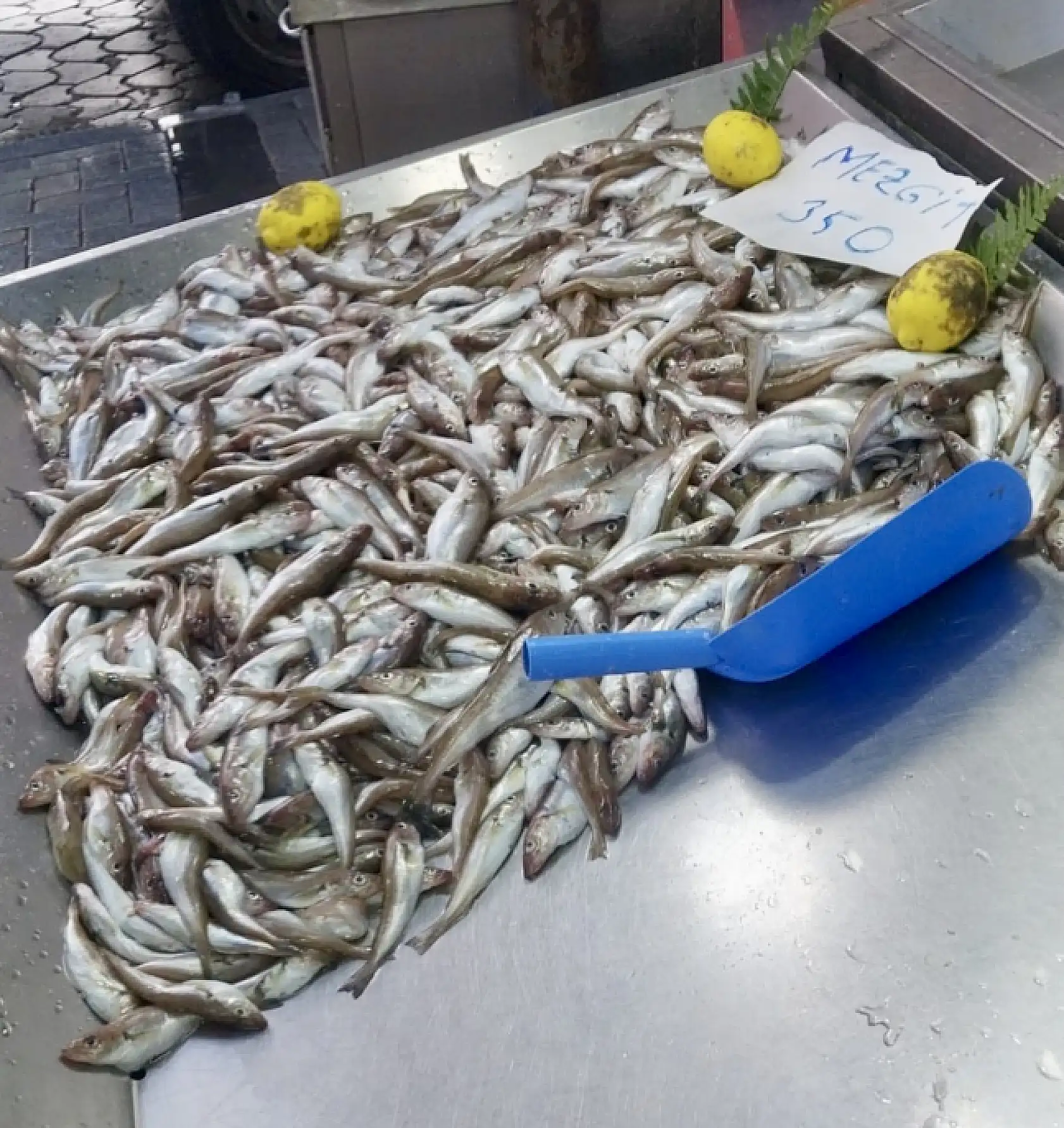 Balık kış modunda