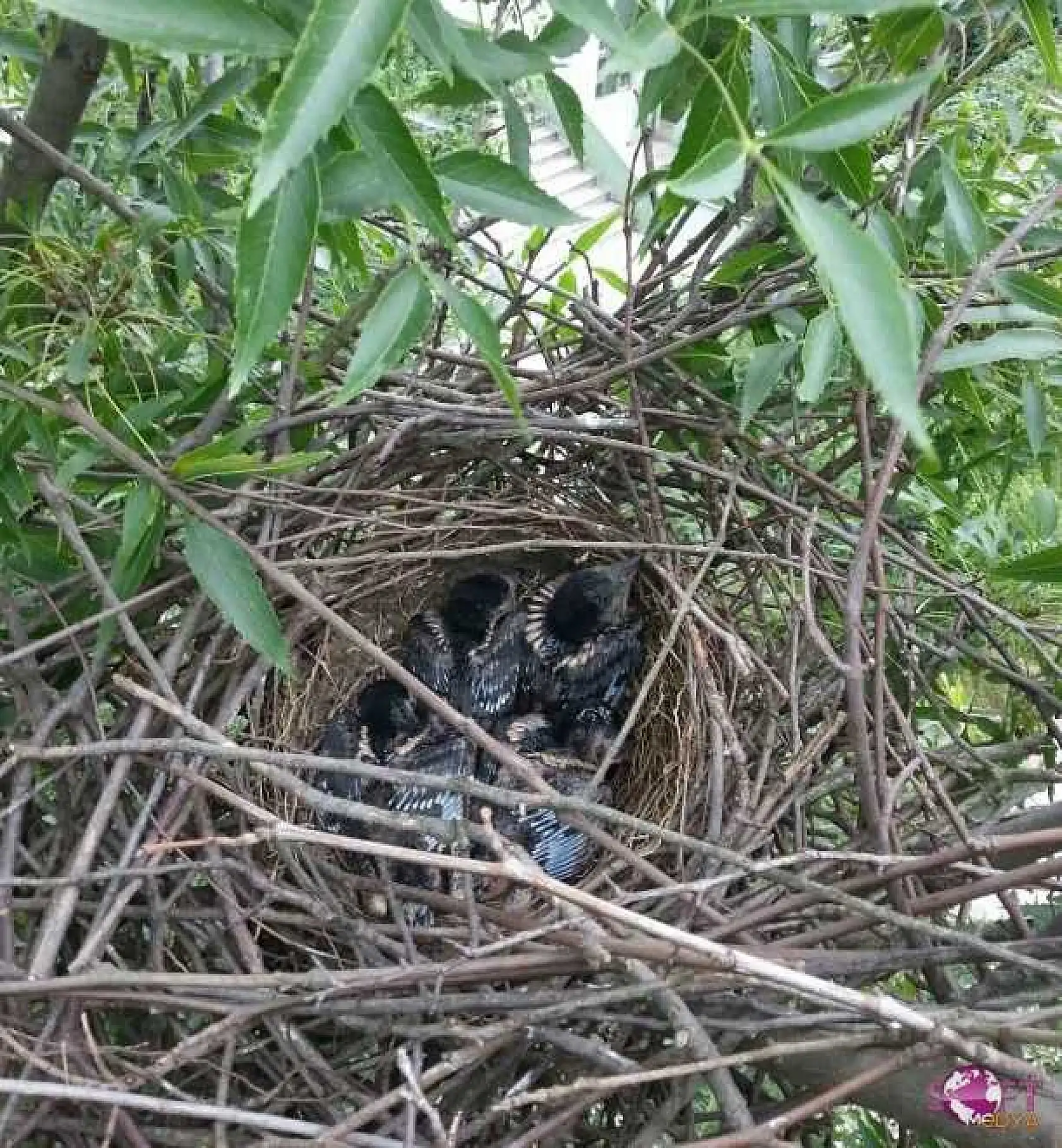 Ağaçkakan Yavruları Yuvalarından Düştü