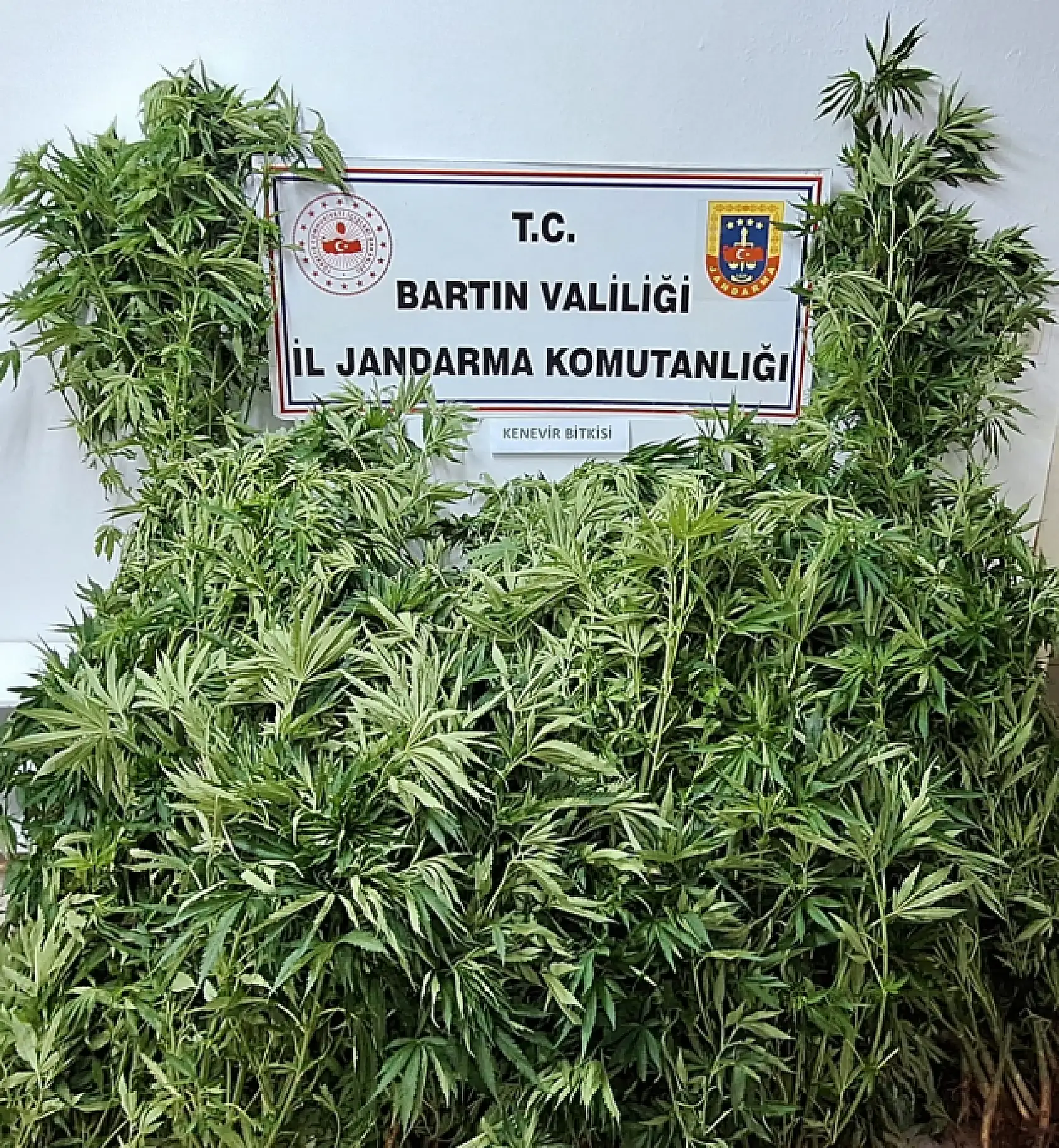 Jandarma tek tek tespit etti