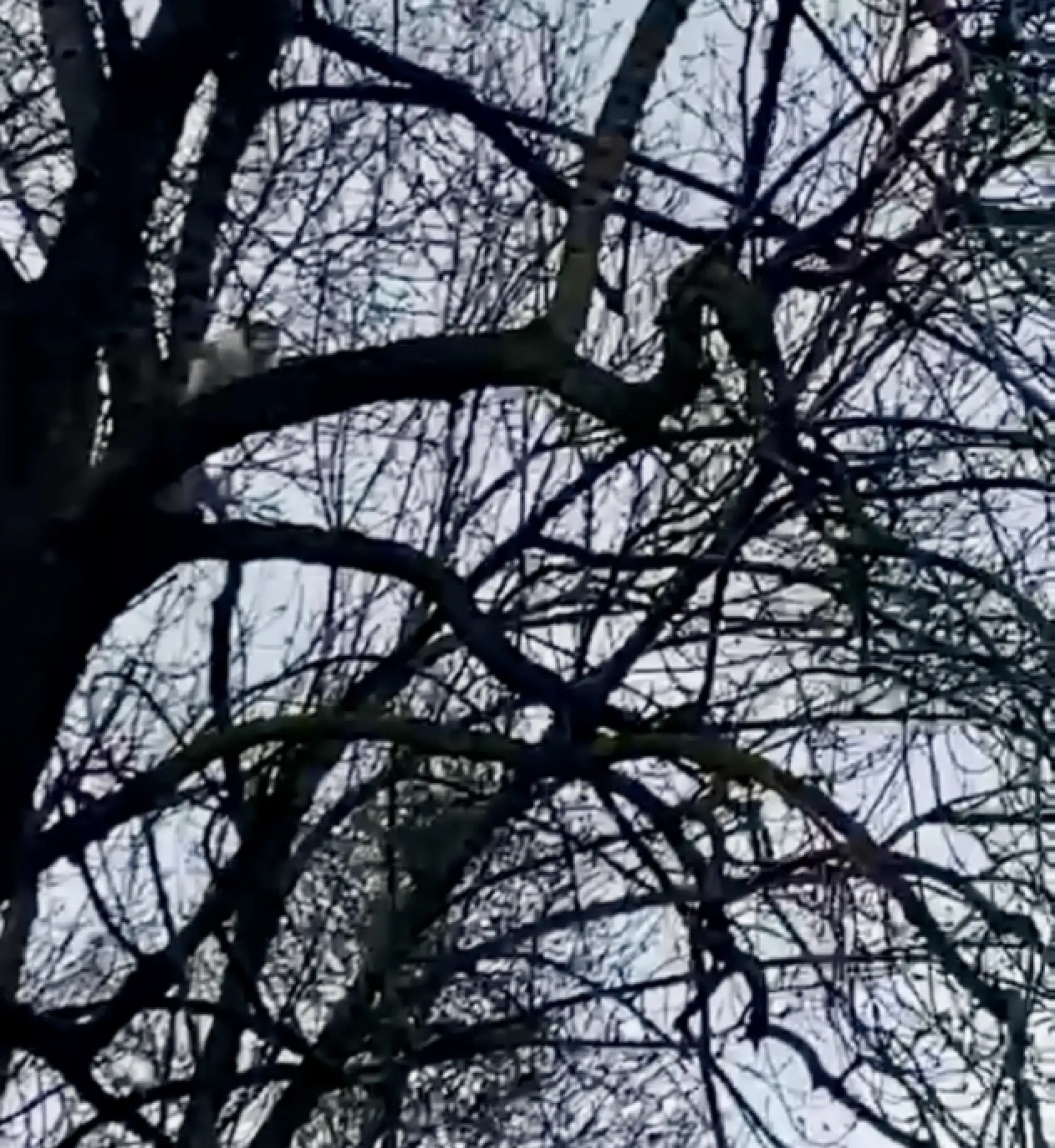 1 haftadır ağaçta mahsur