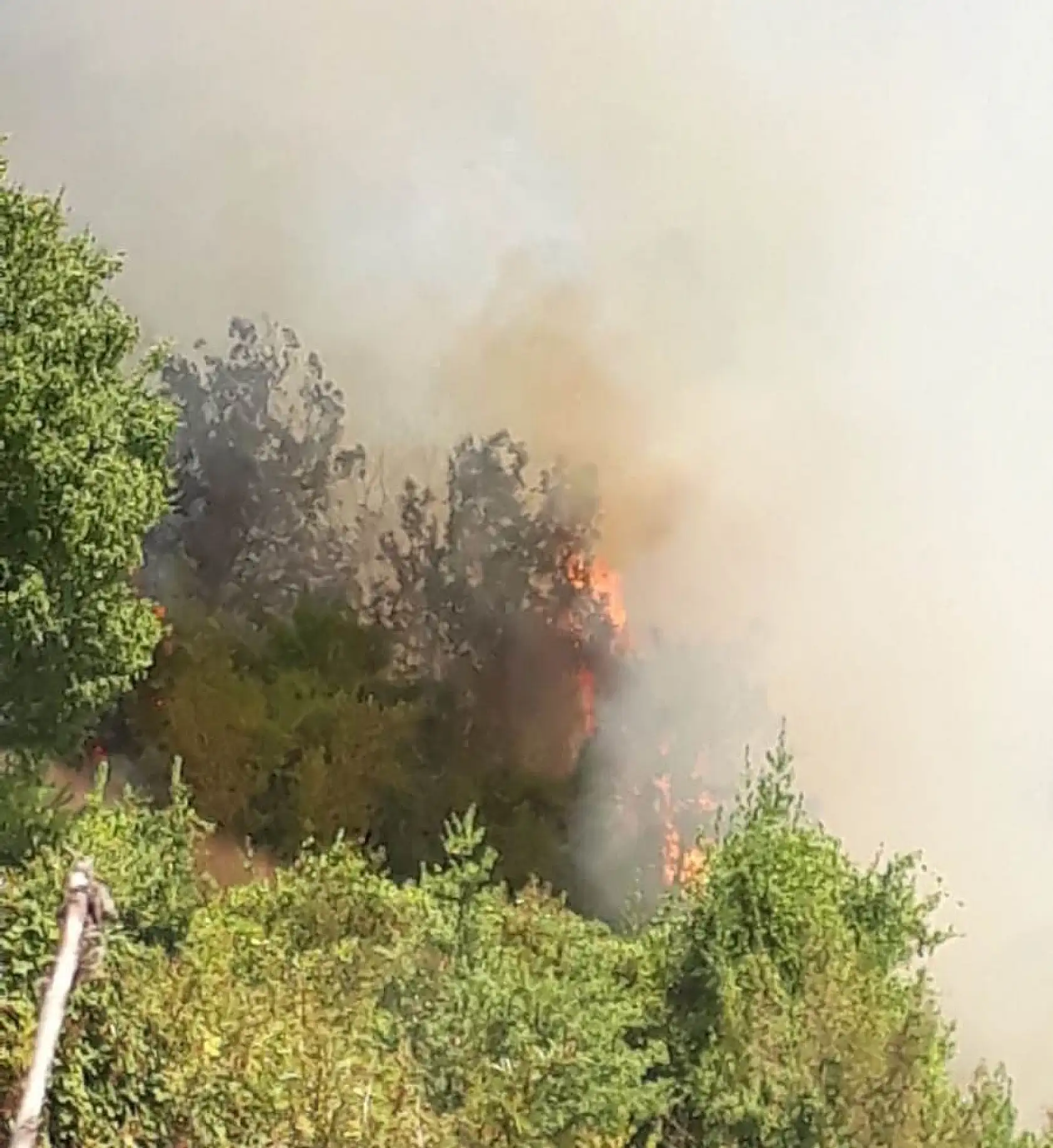 Bartın'da orman yangını