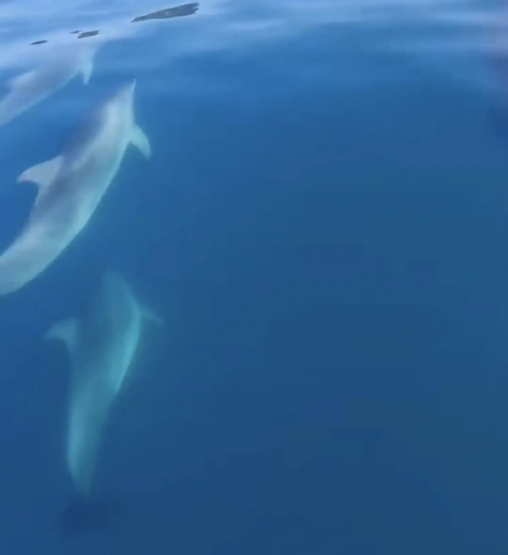 Amasra'da sürpriz misafirler