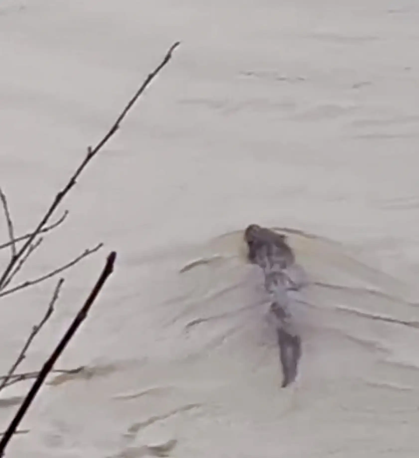 Tekneye çıkıp yiyecek aradı