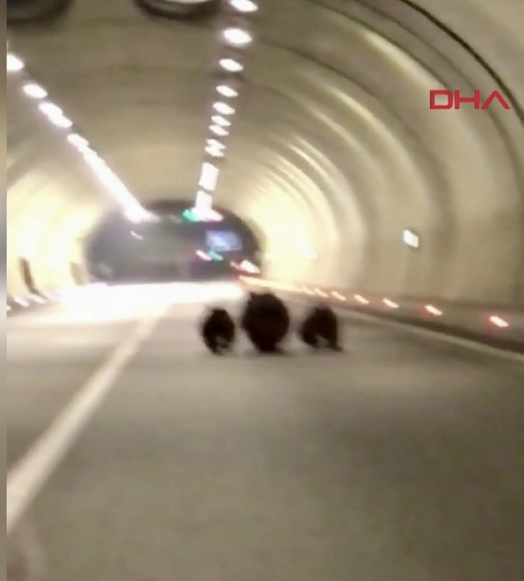 Bartın'da ayılar tünele girdi