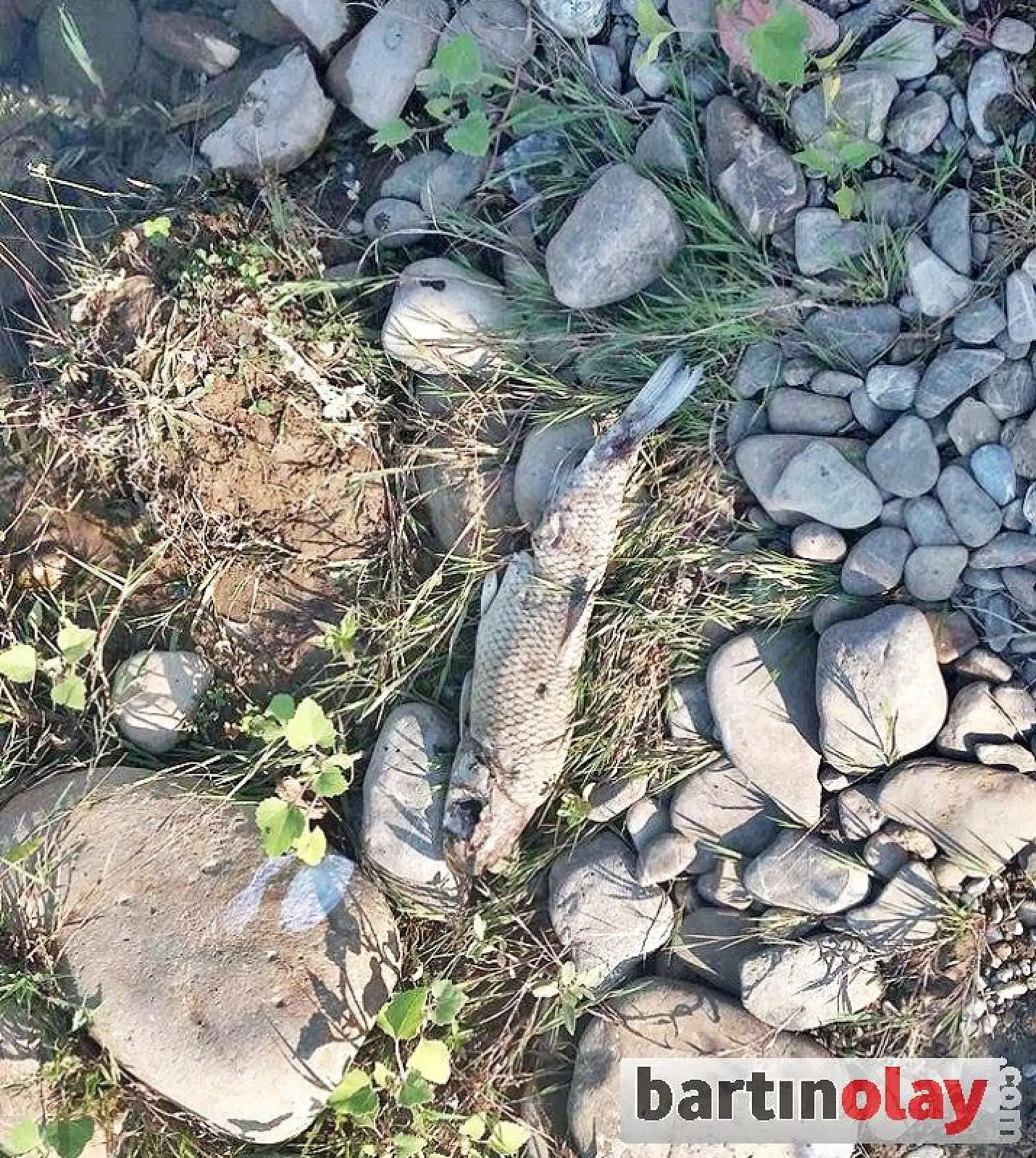 Irmakta balık ölümleri görüldü