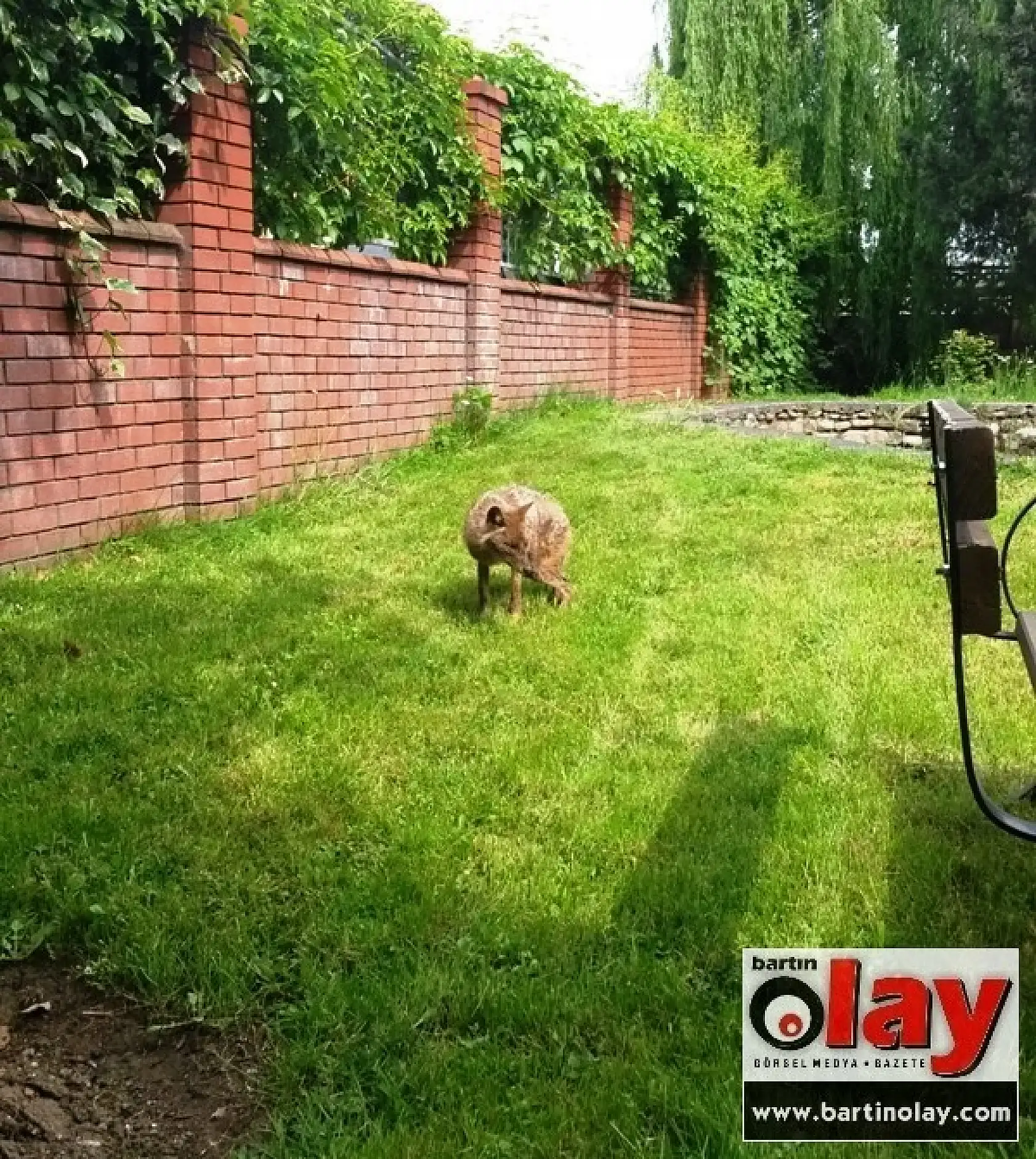 Yurt bahçesinde Tilki Operasyonu