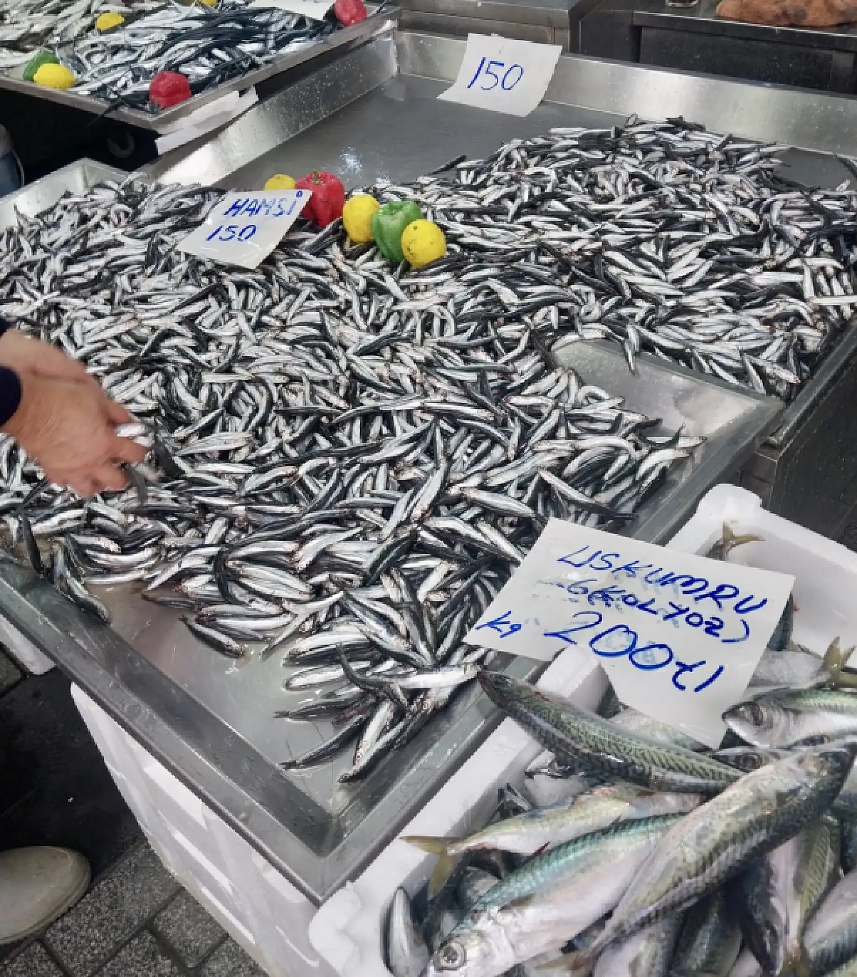 Palamut bir göründü pir göründü