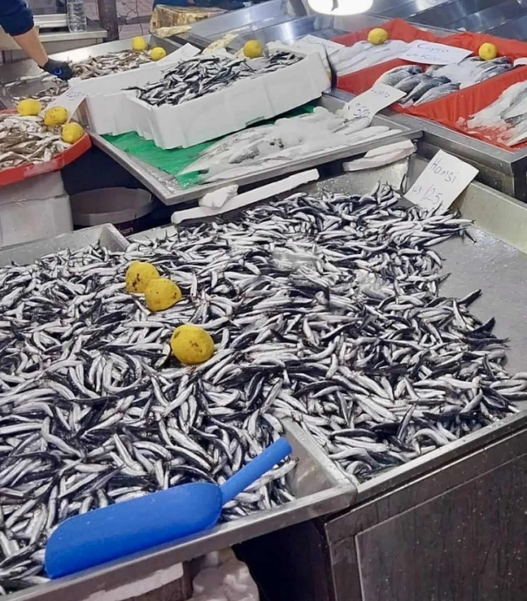 Hava bozdu, balık azaldı