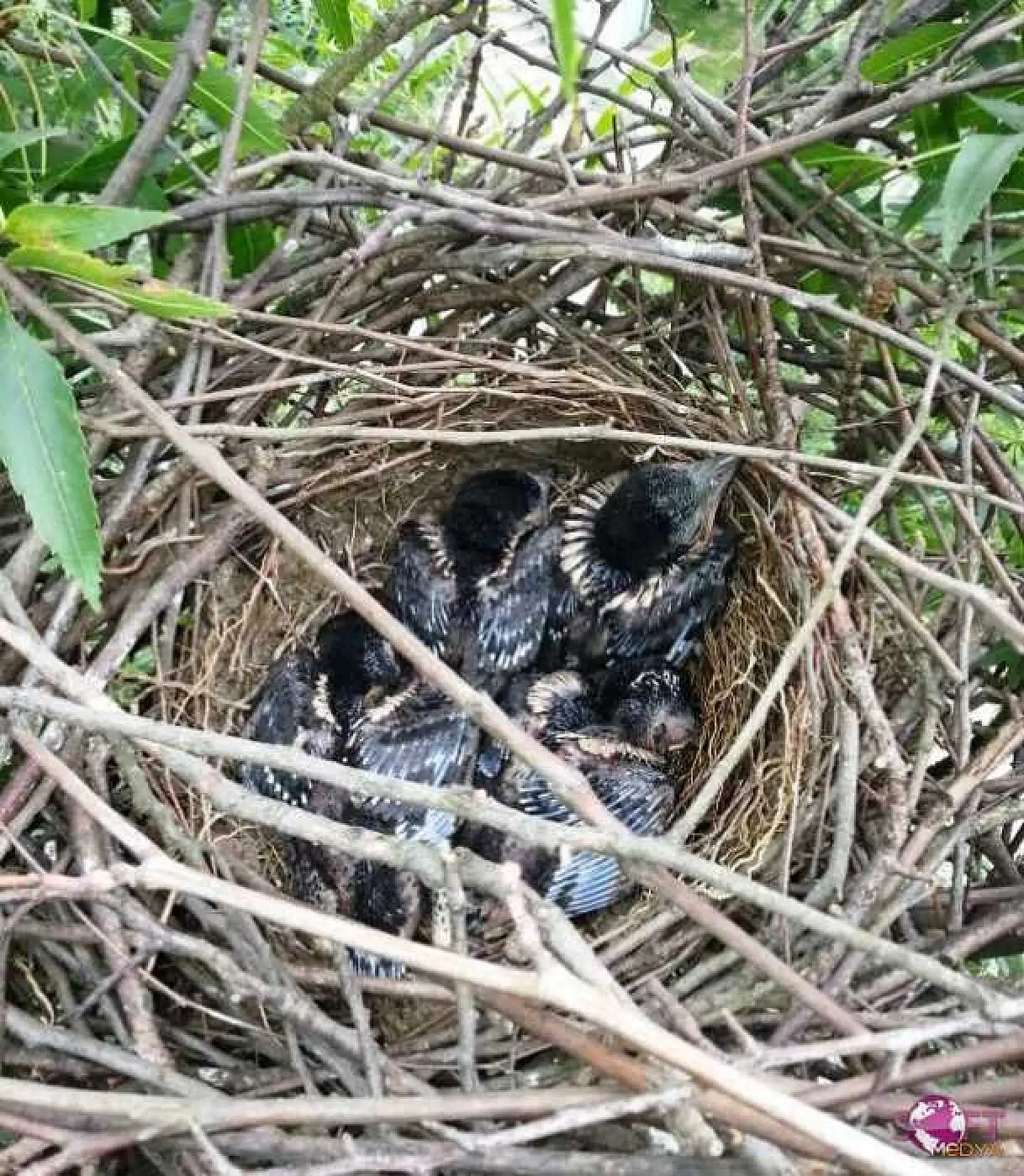 Ağaçkakan Yavruları Yuvalarından Düştü