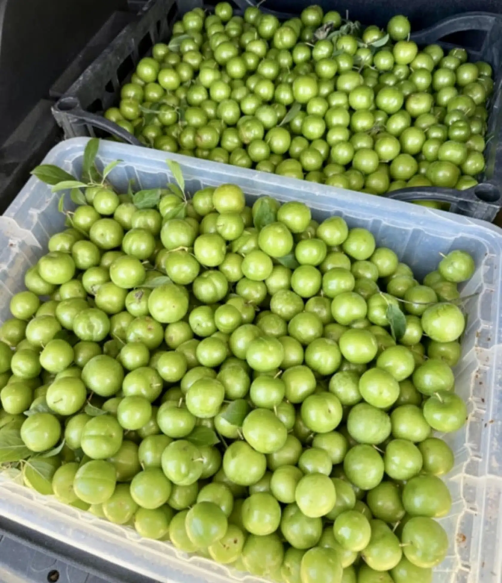 Tarımın geleceği bu ellerde