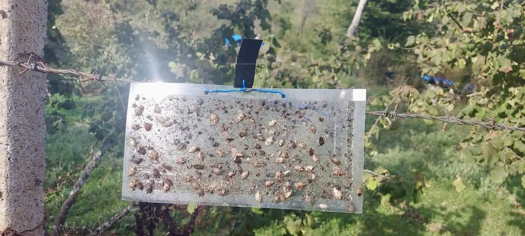 Kokarca neden coştu