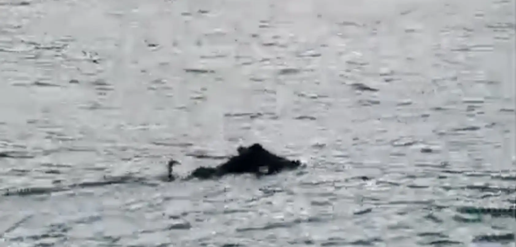 Denizde balıkçıyı şaşırtan görüntü